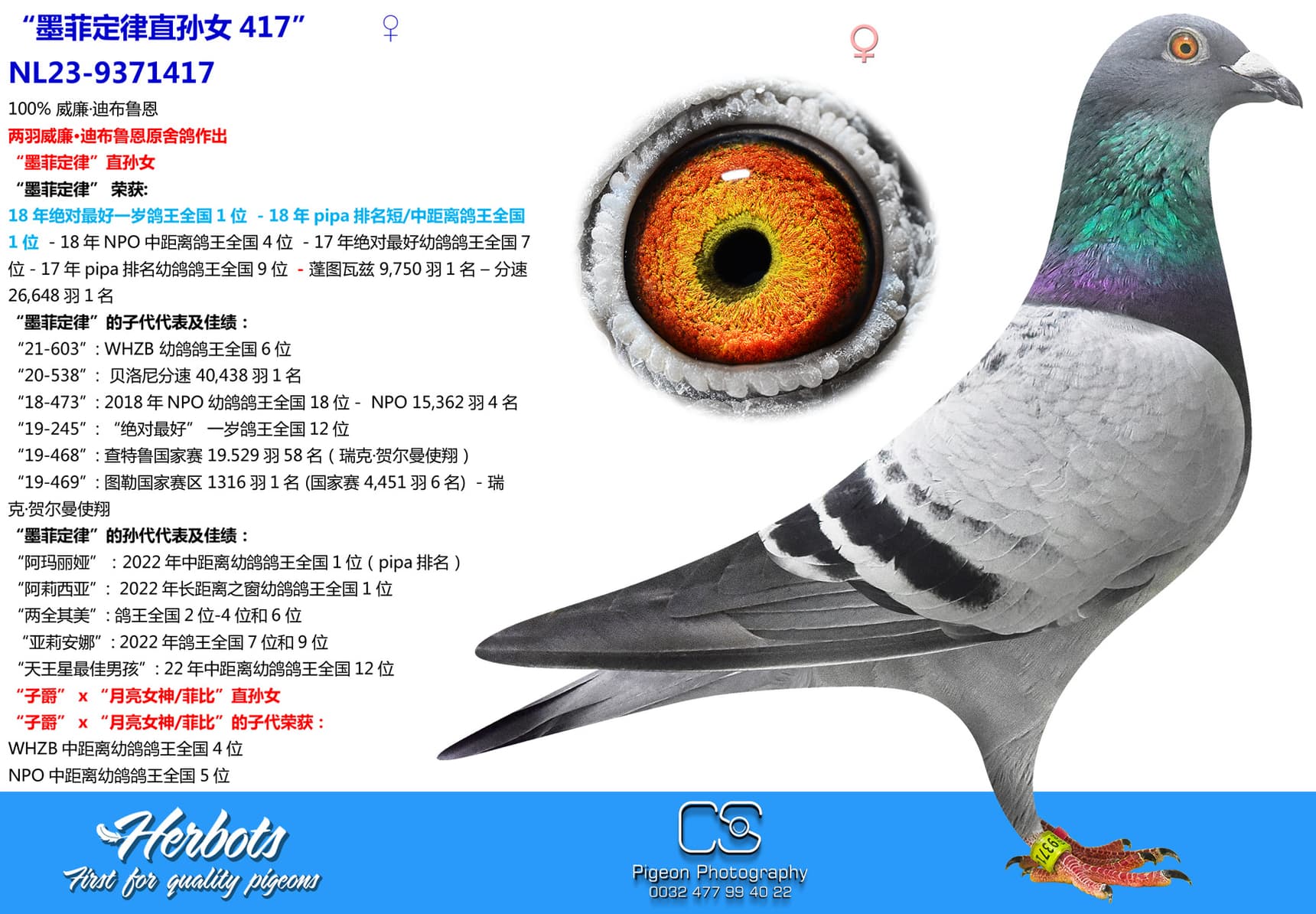pigeon: undefined