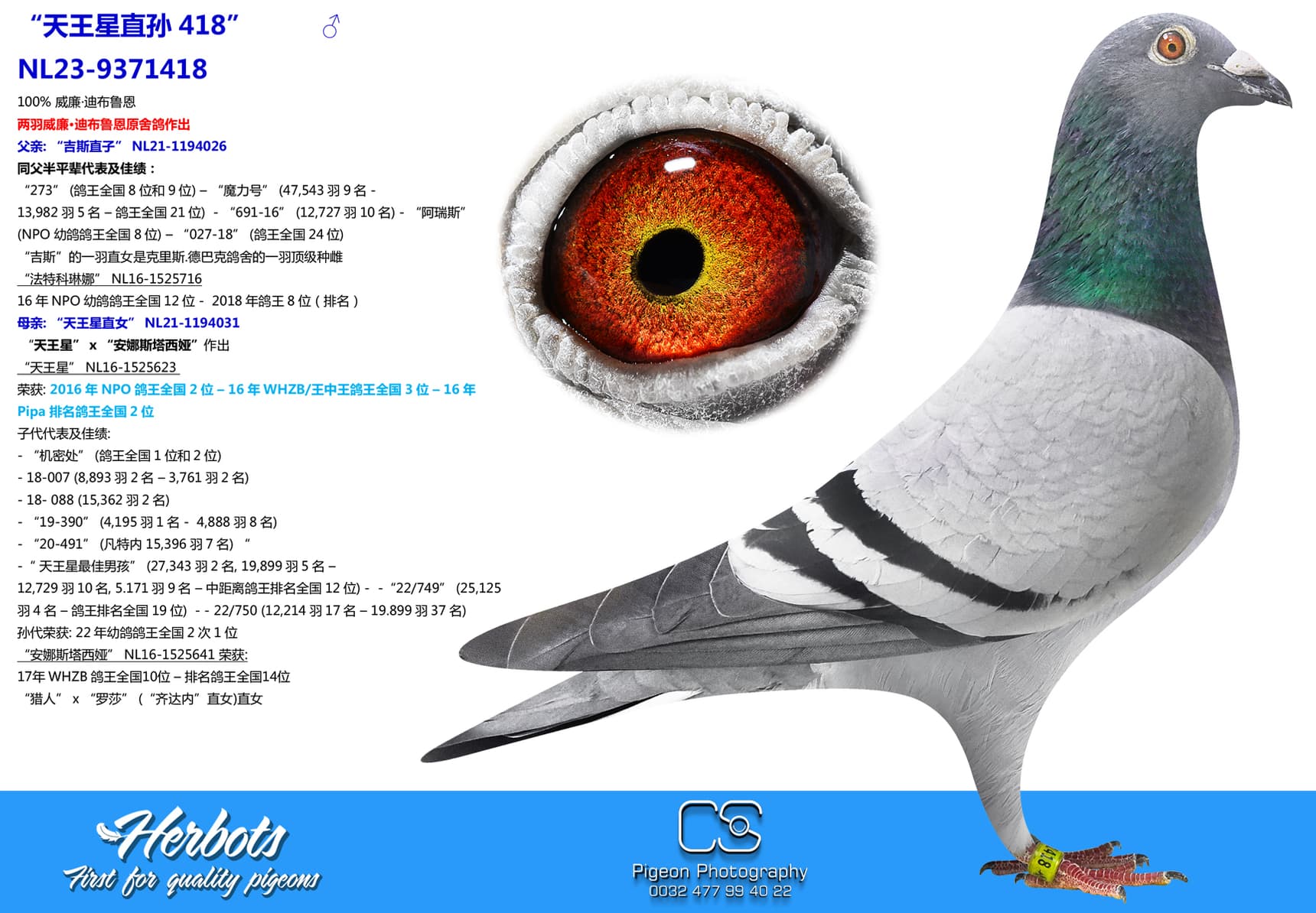 pigeon: undefined