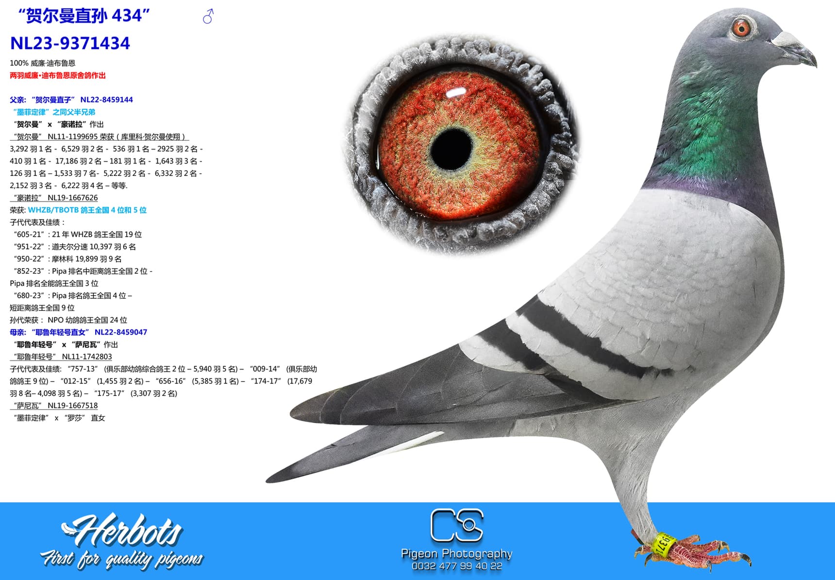 pigeon: undefined