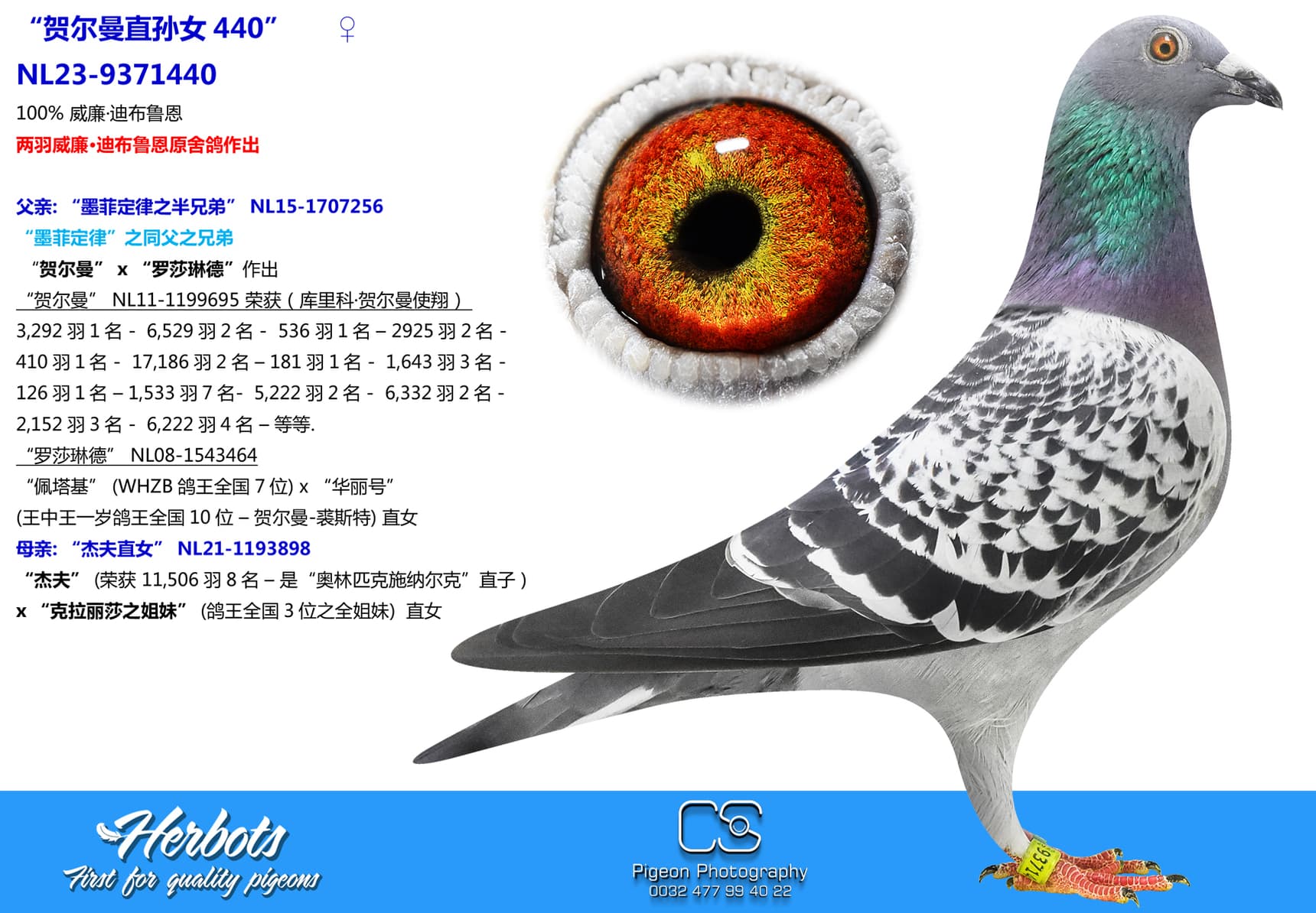 pigeon: undefined