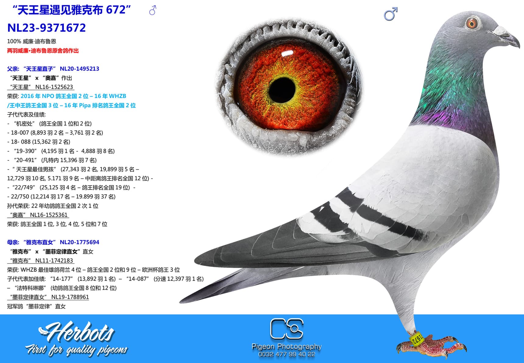 pigeon: undefined