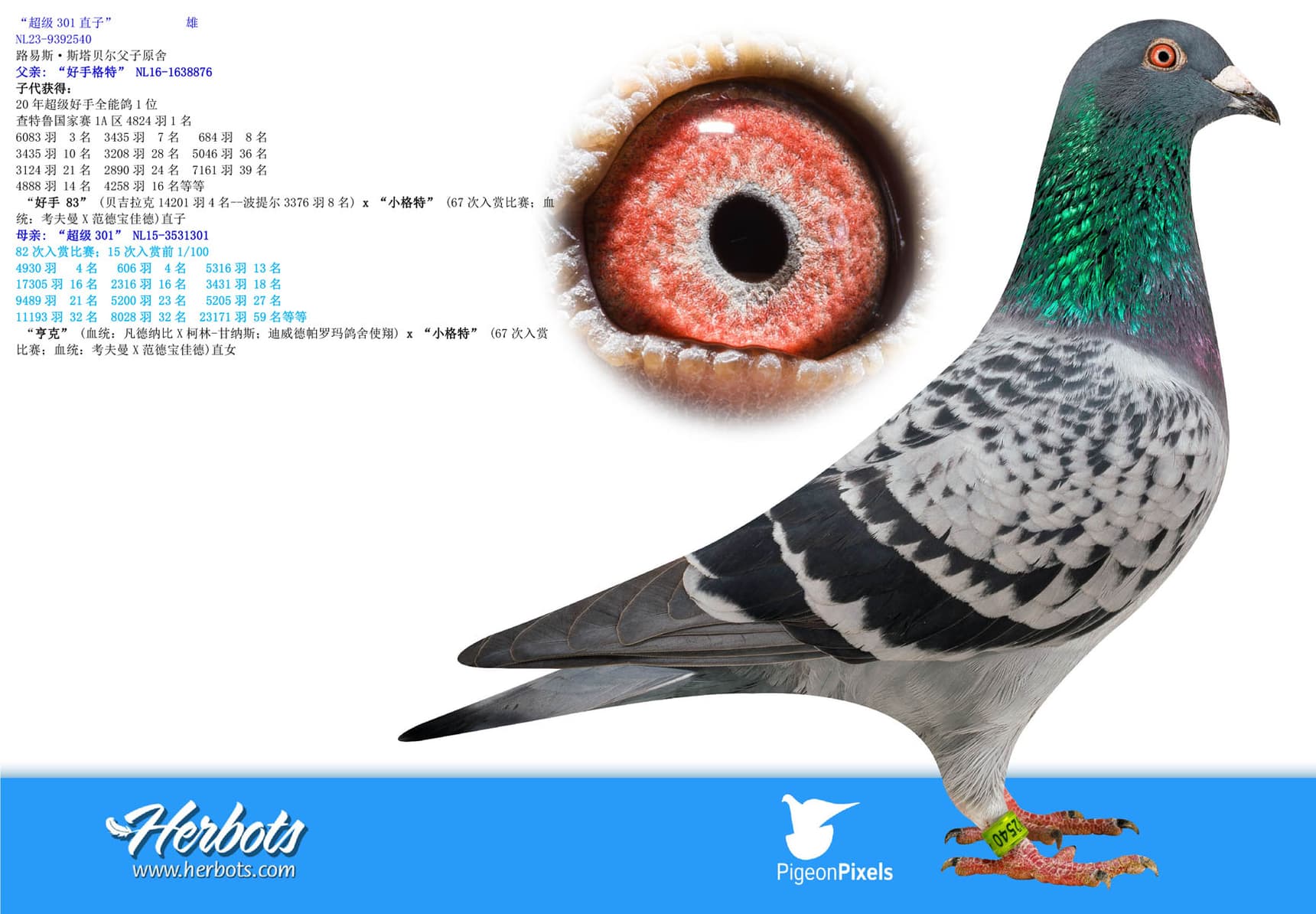 pigeon: undefined