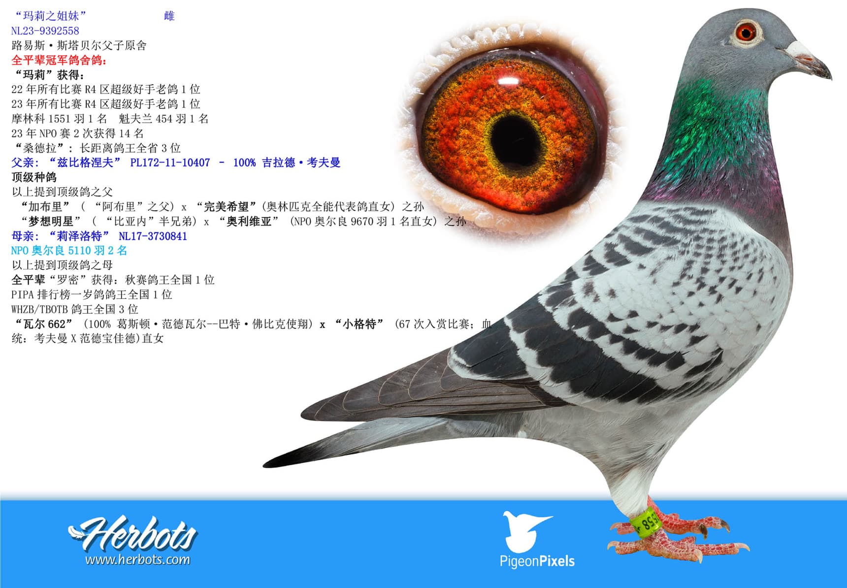 pigeon: undefined
