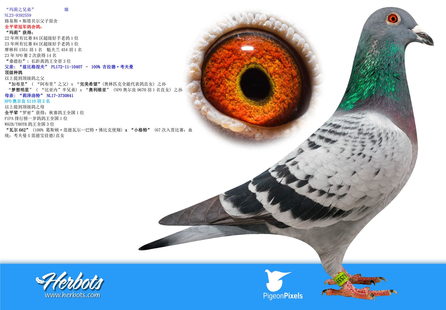 pigeon: undefined