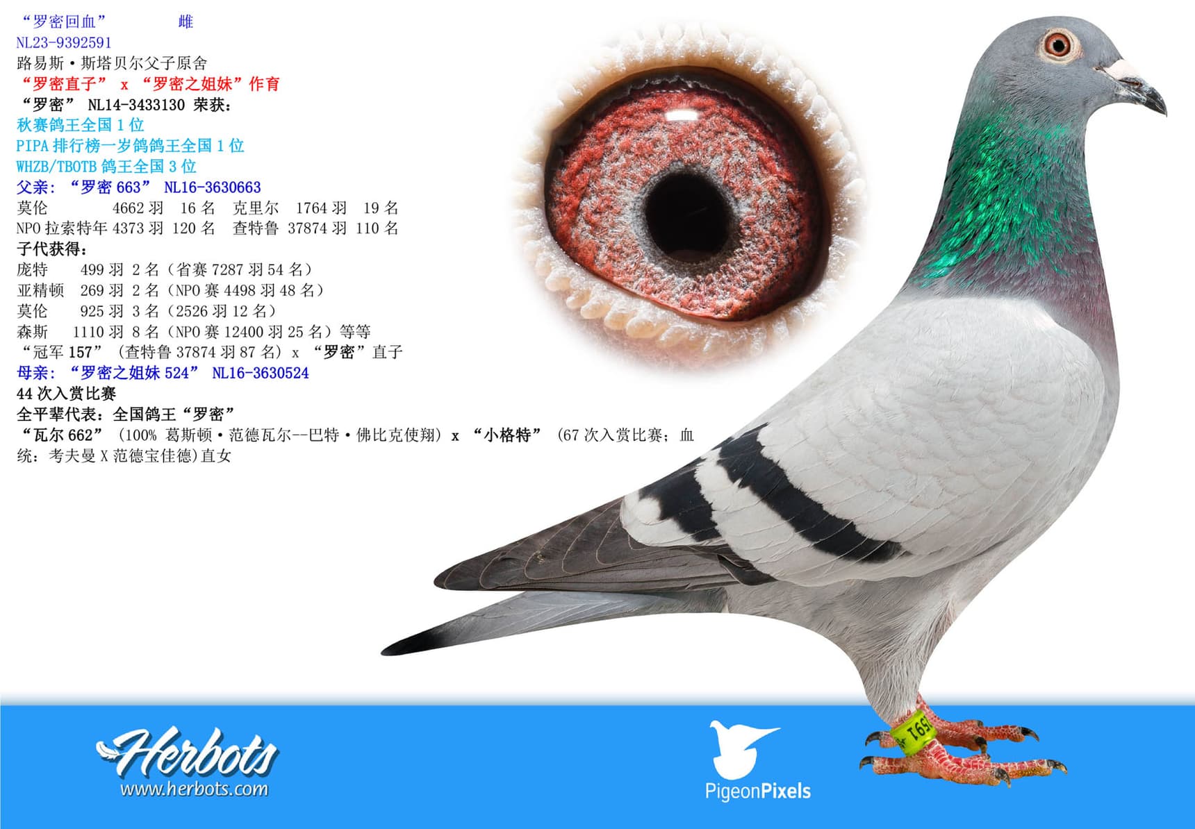 pigeon: undefined