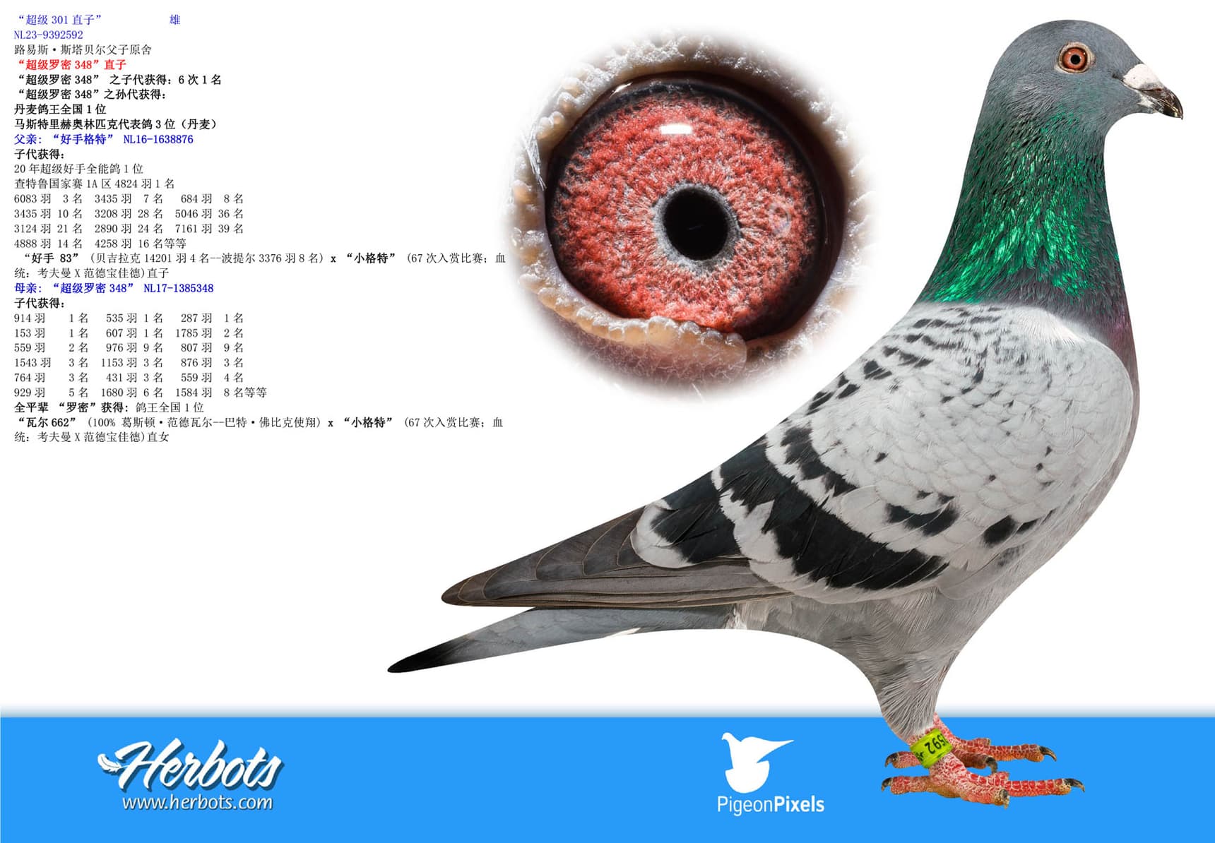 pigeon: undefined