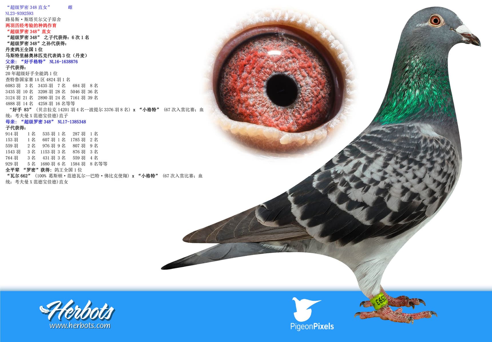 pigeon: undefined