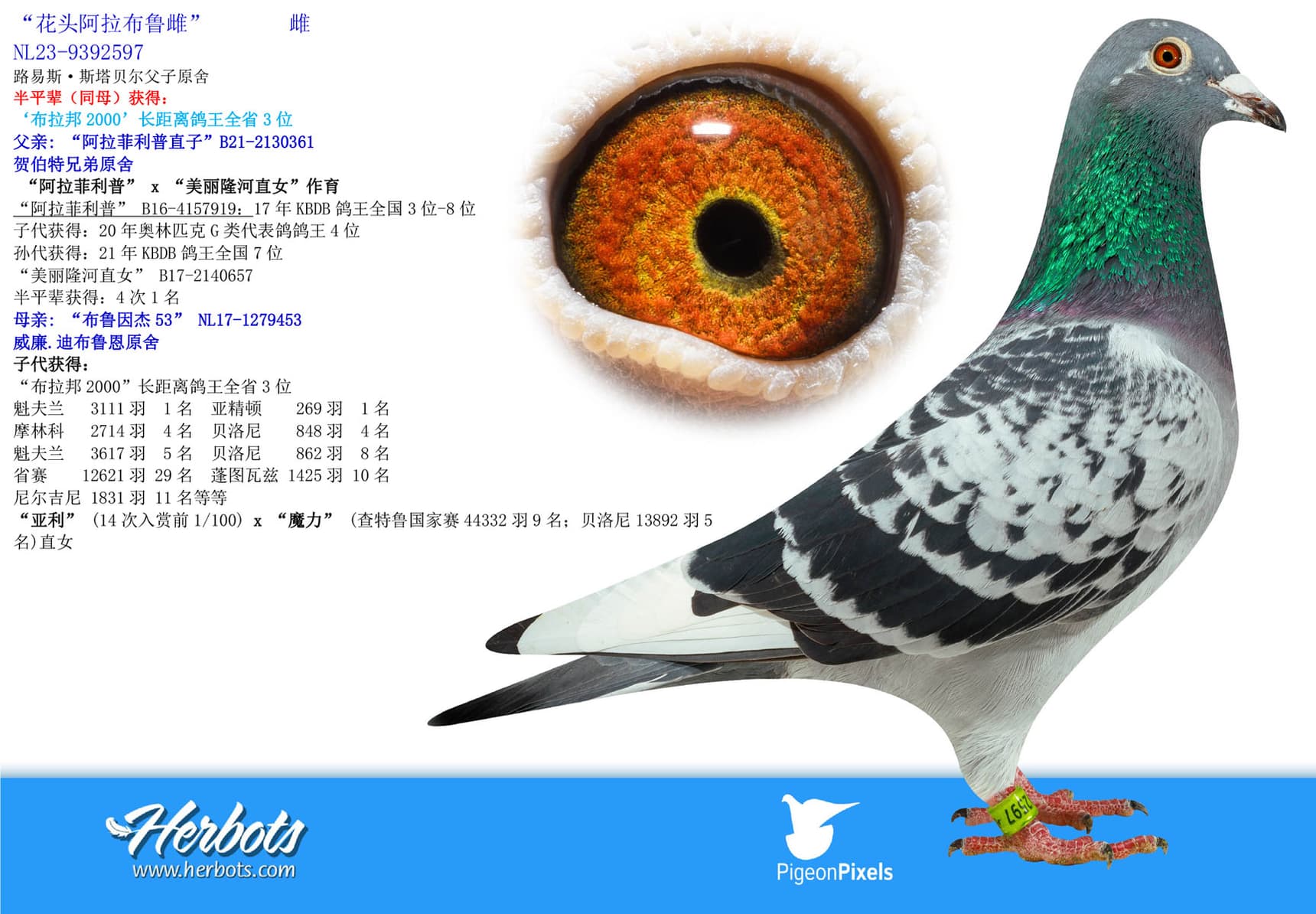 pigeon: undefined