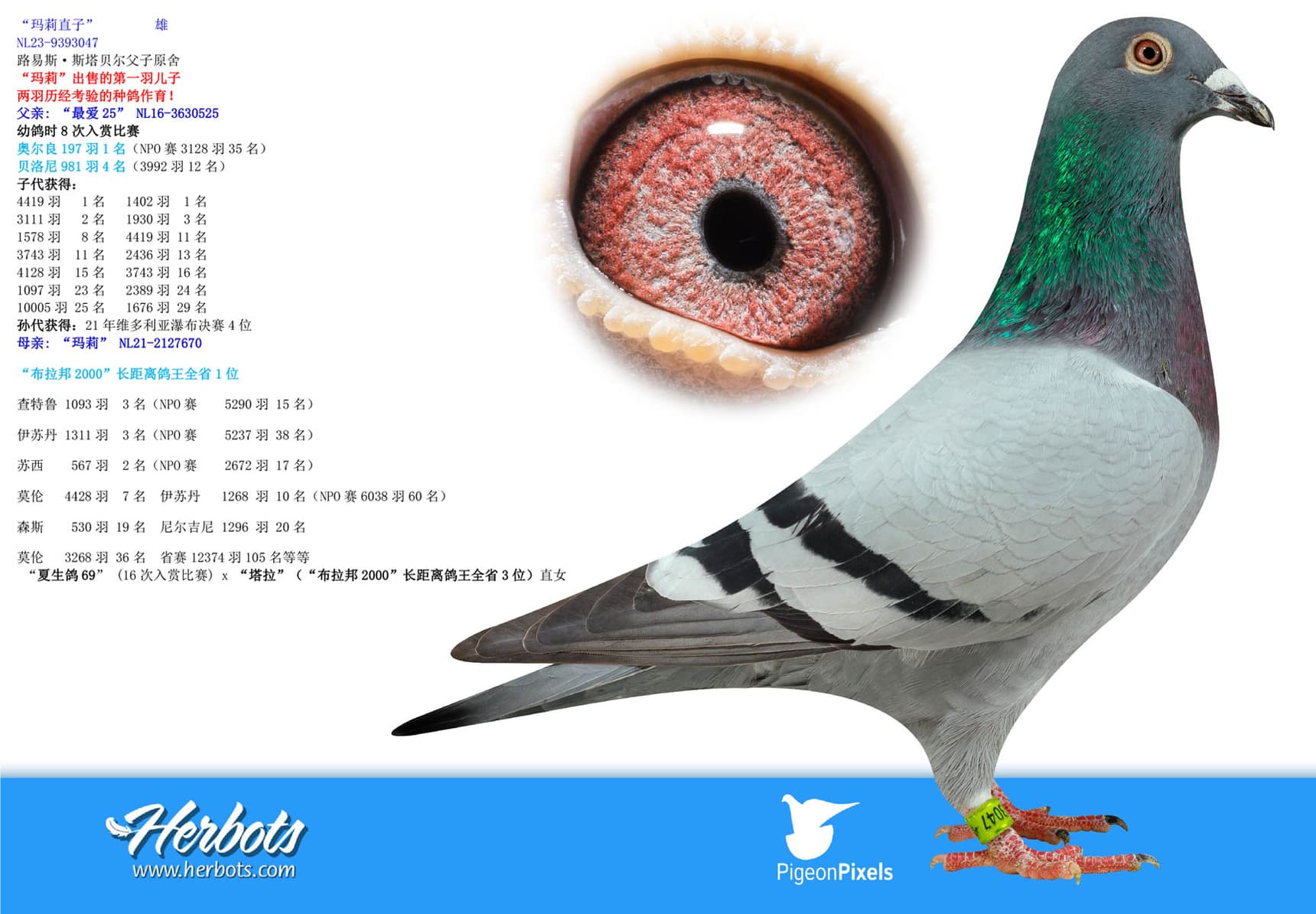 pigeon: undefined