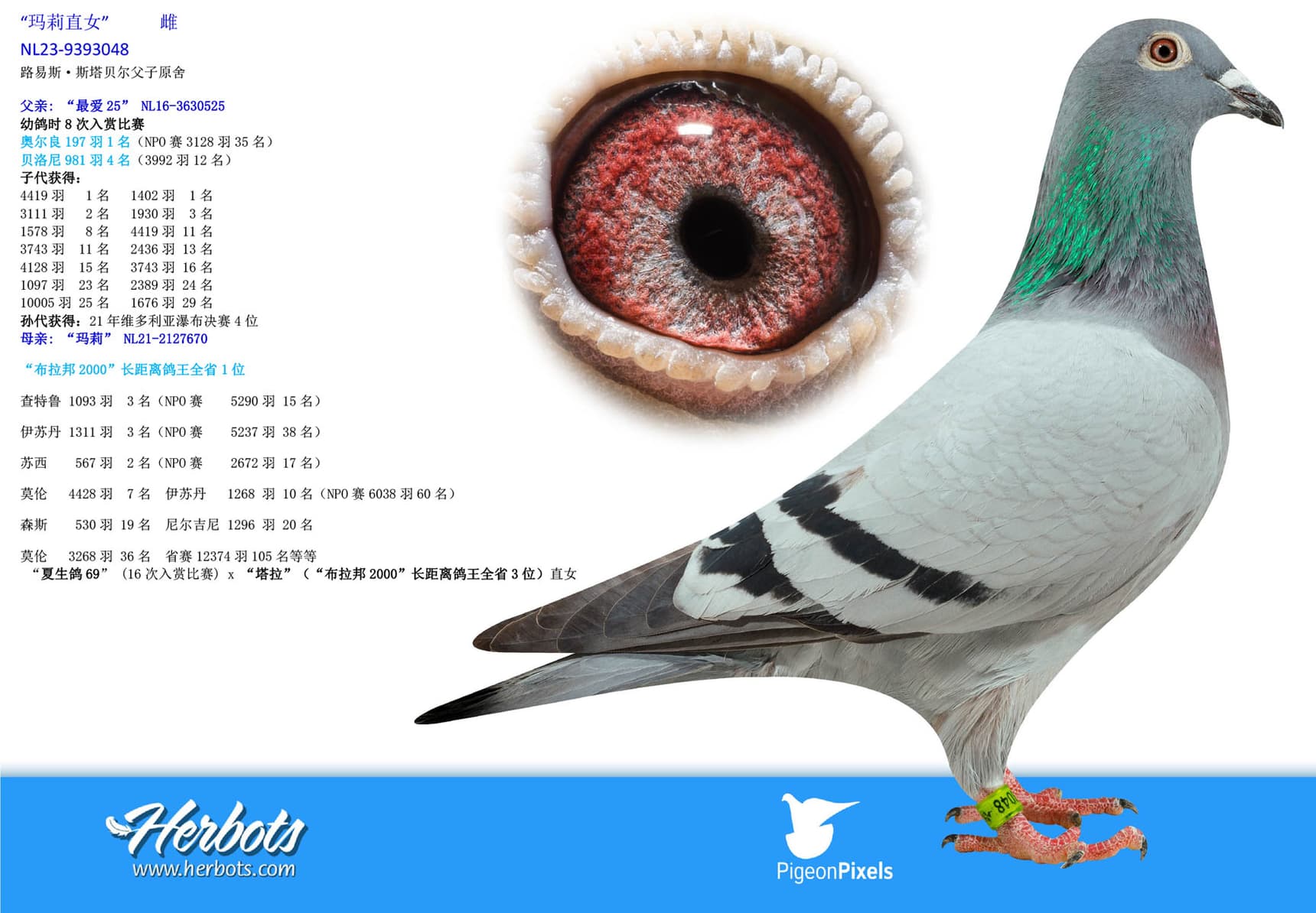 pigeon: undefined