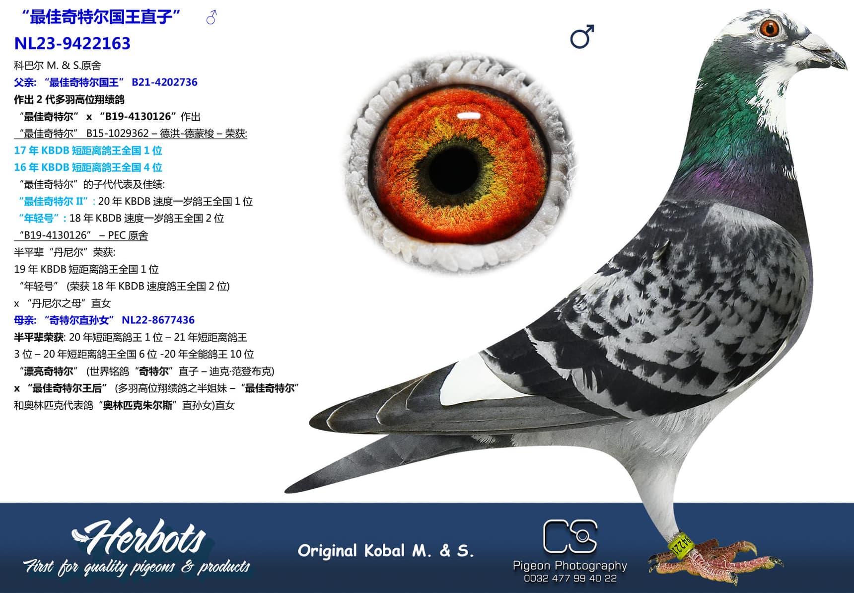 pigeon: undefined