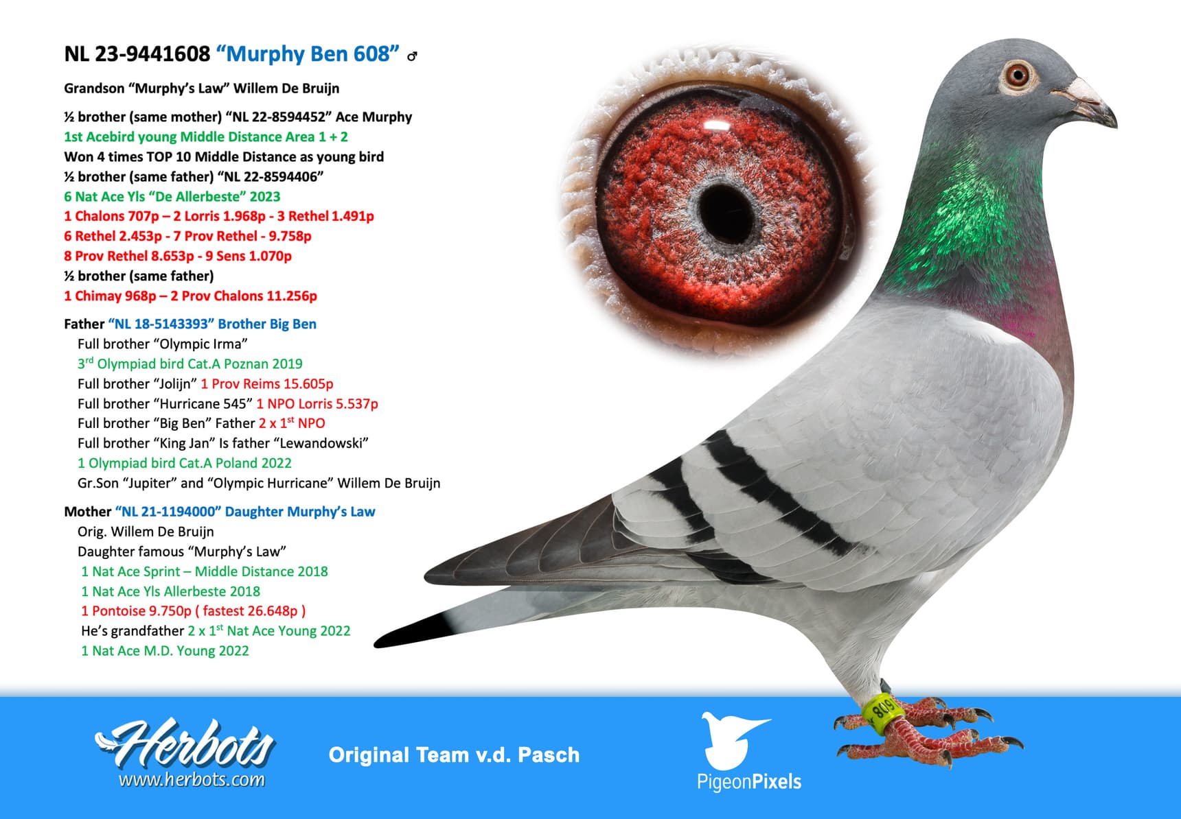 pigeon: undefined