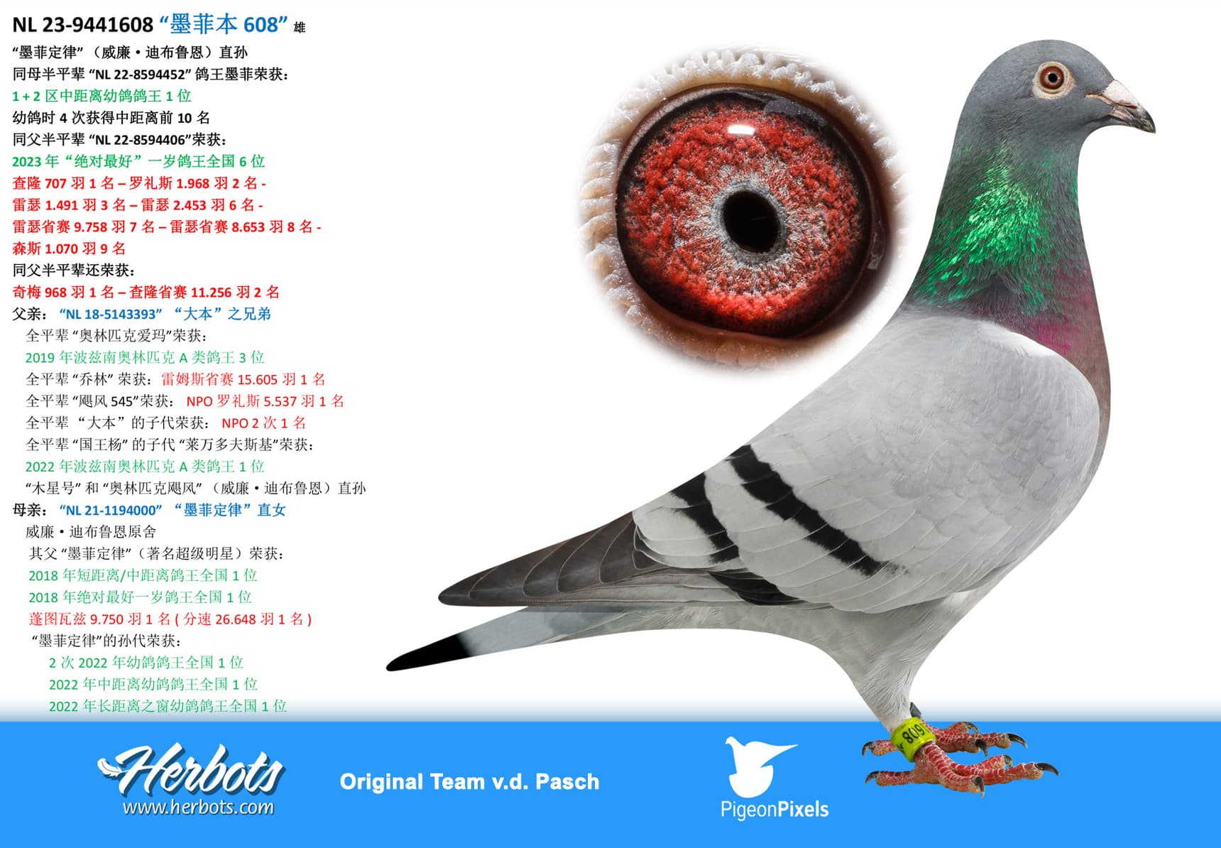pigeon: undefined