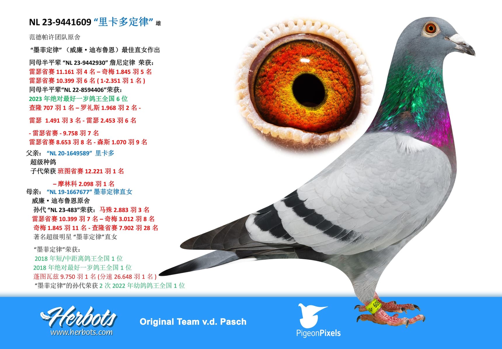 pigeon: undefined