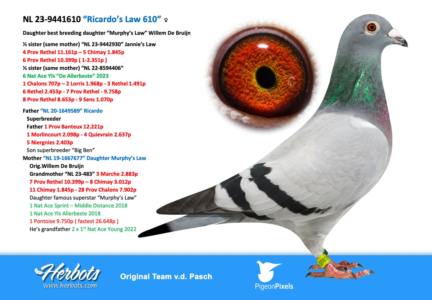 pigeon: undefined