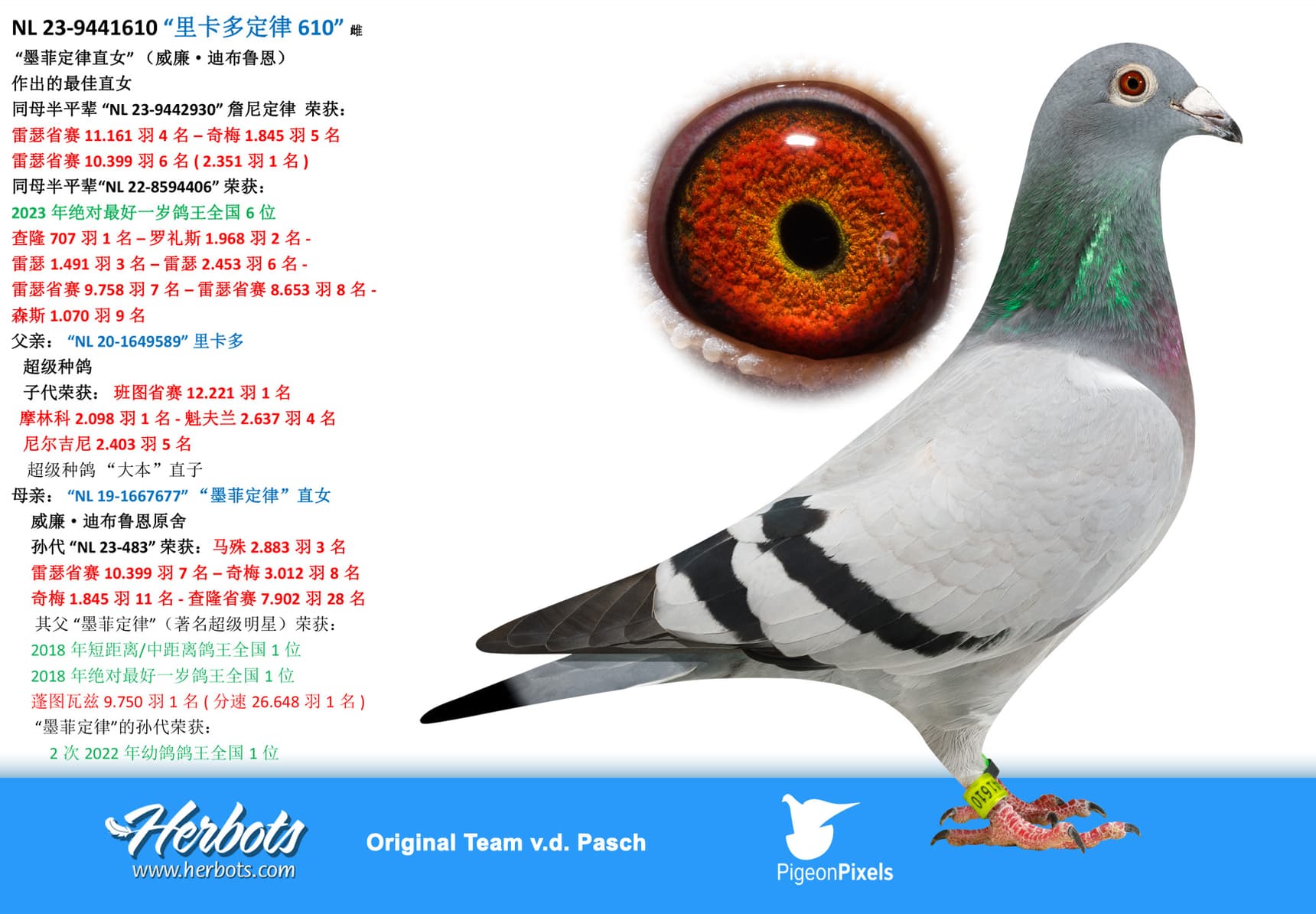 pigeon: undefined