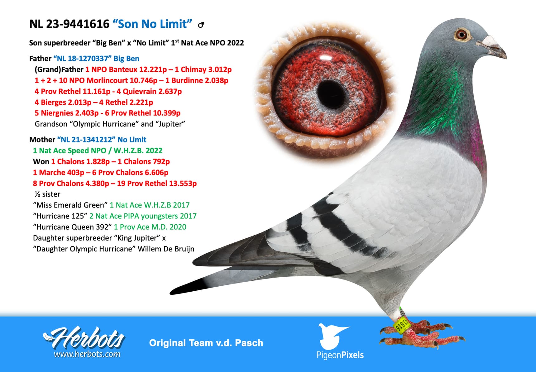pigeon: undefined