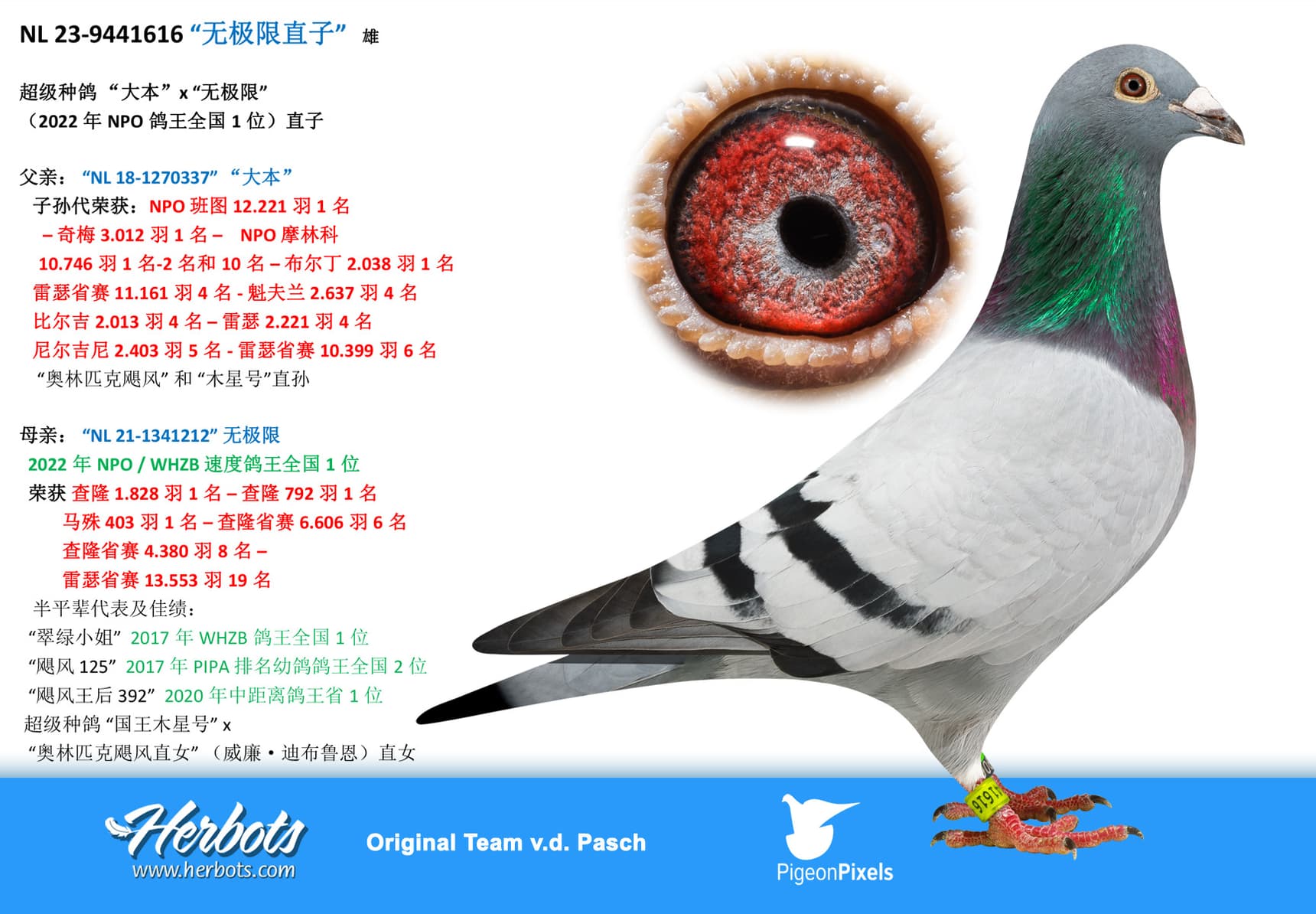 pigeon: undefined