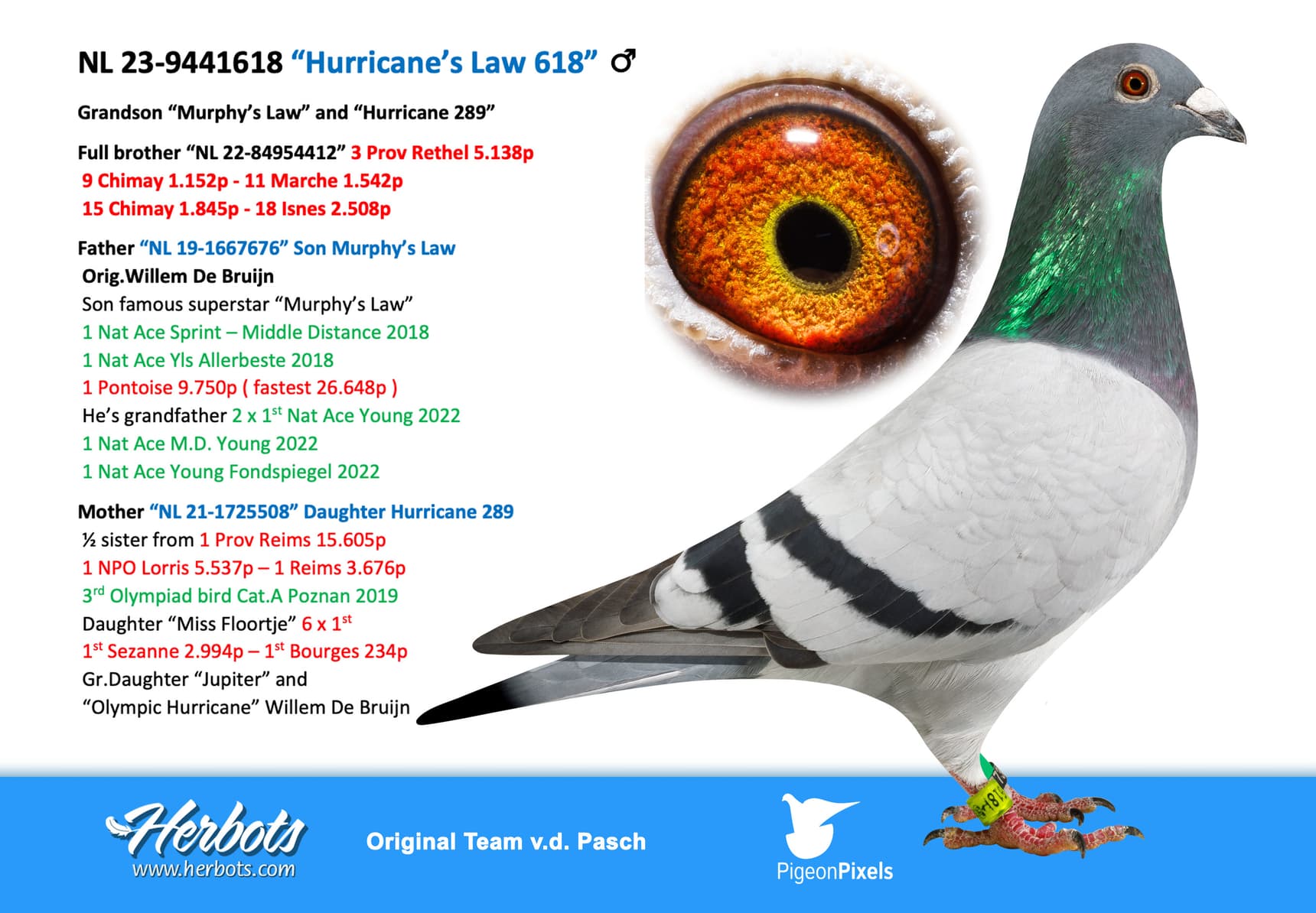 pigeon: undefined