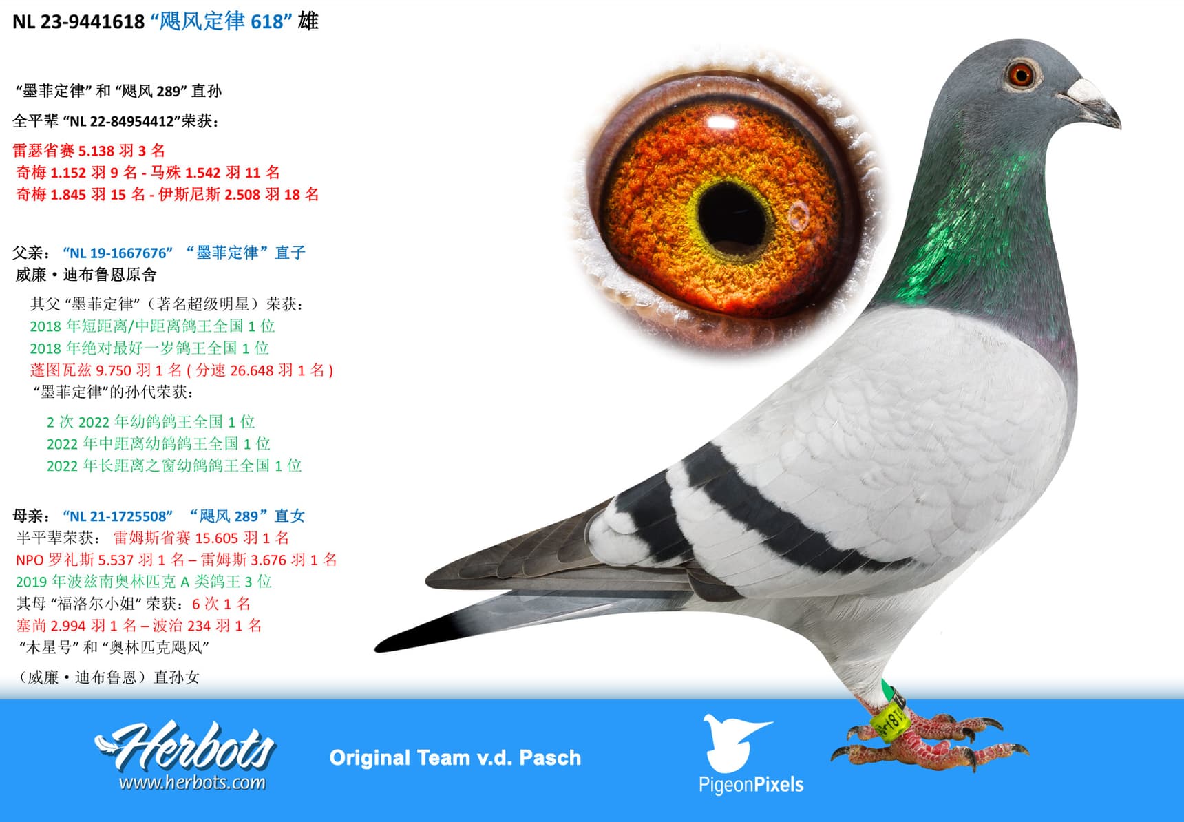 pigeon: undefined