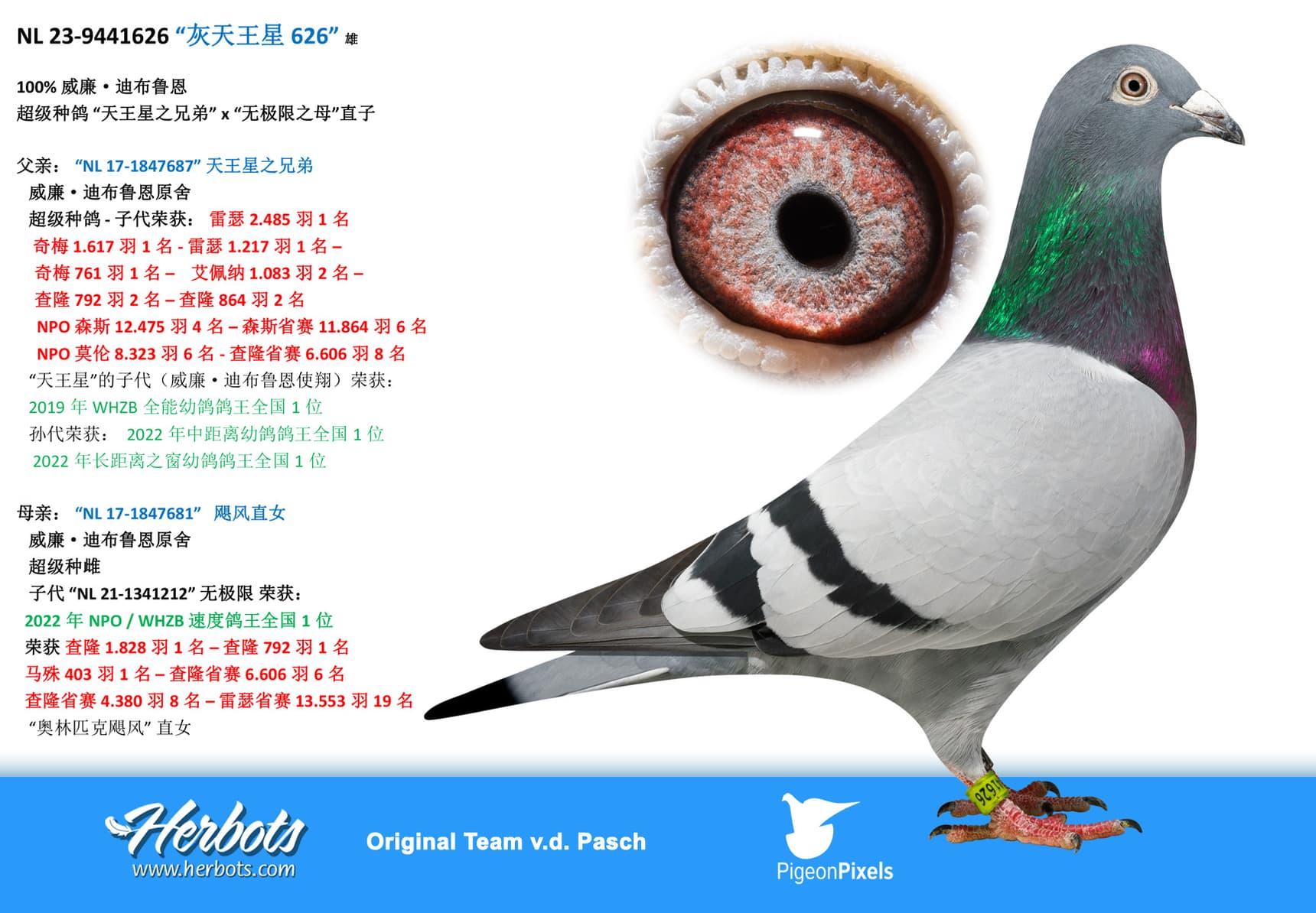 pigeon: undefined
