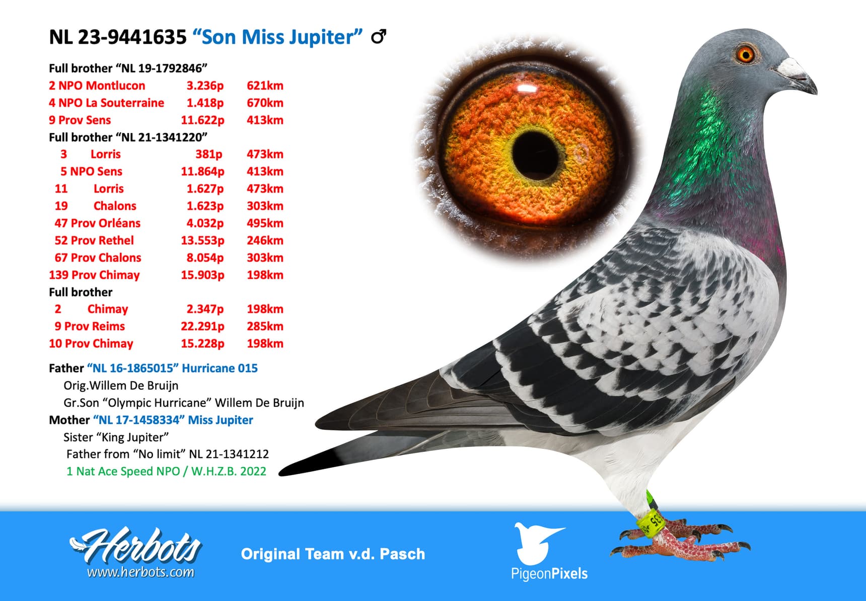 pigeon: undefined