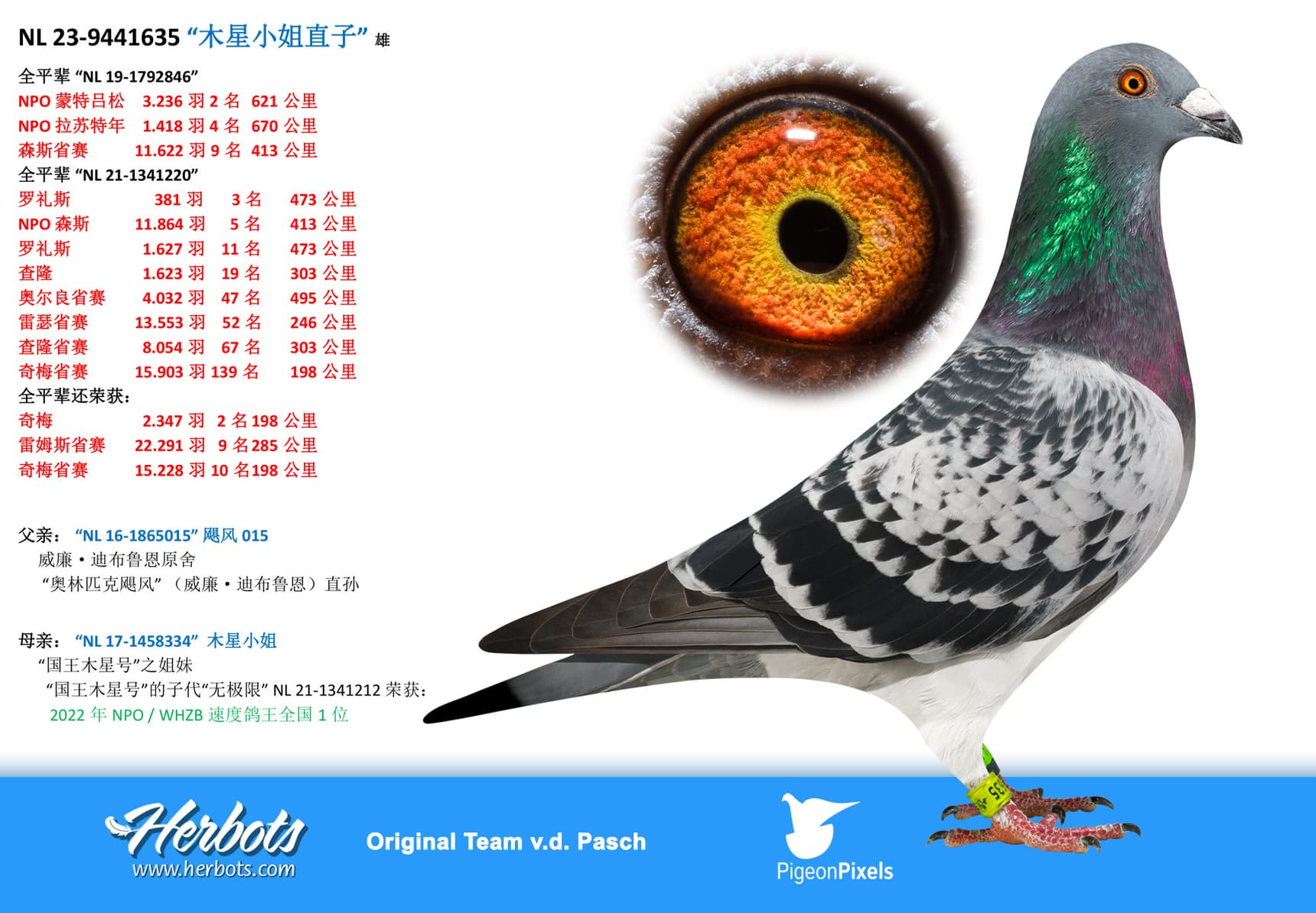 pigeon: undefined