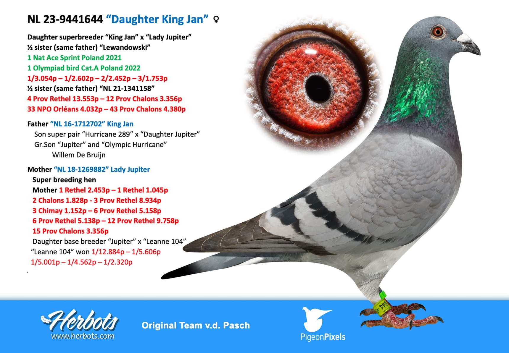 pigeon: undefined