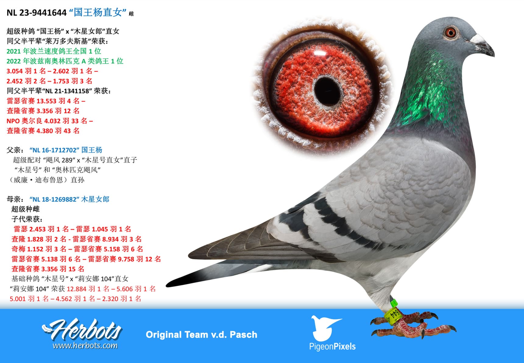 pigeon: undefined
