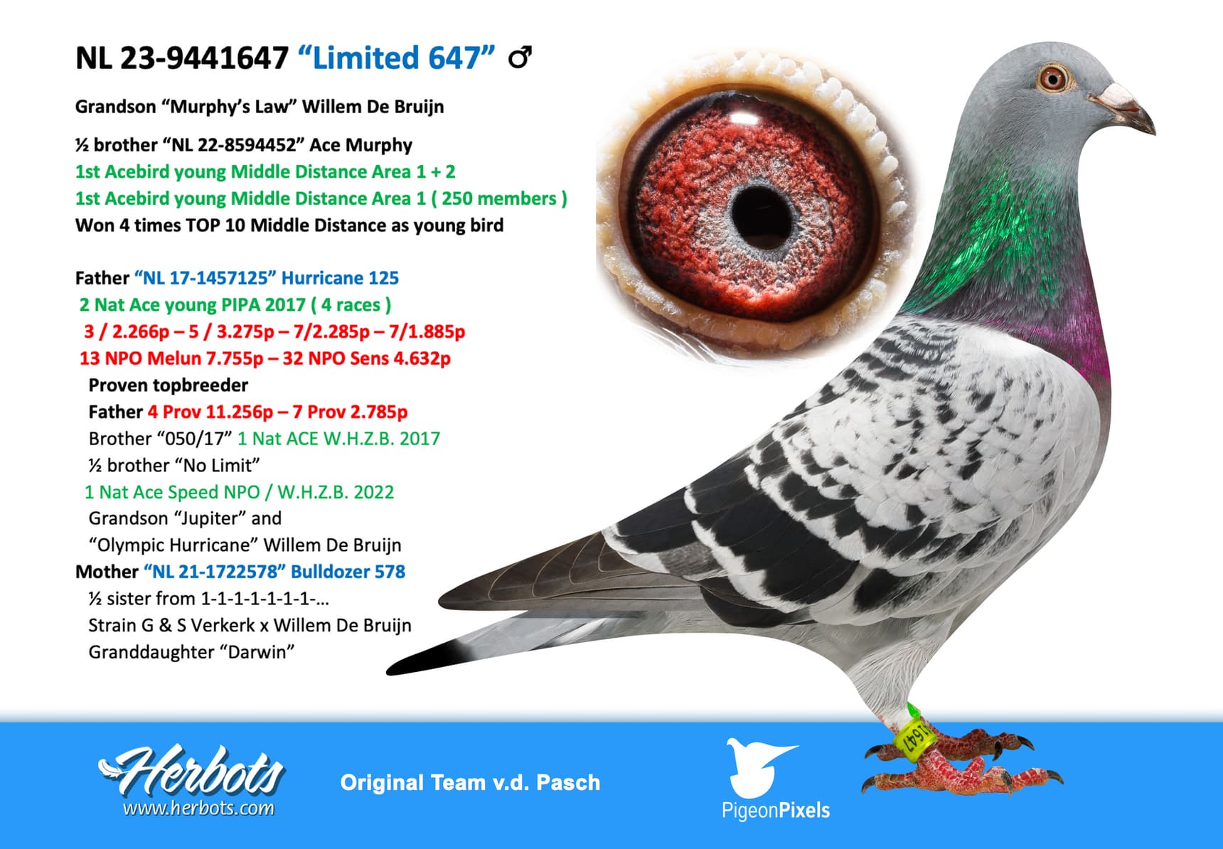 pigeon: undefined