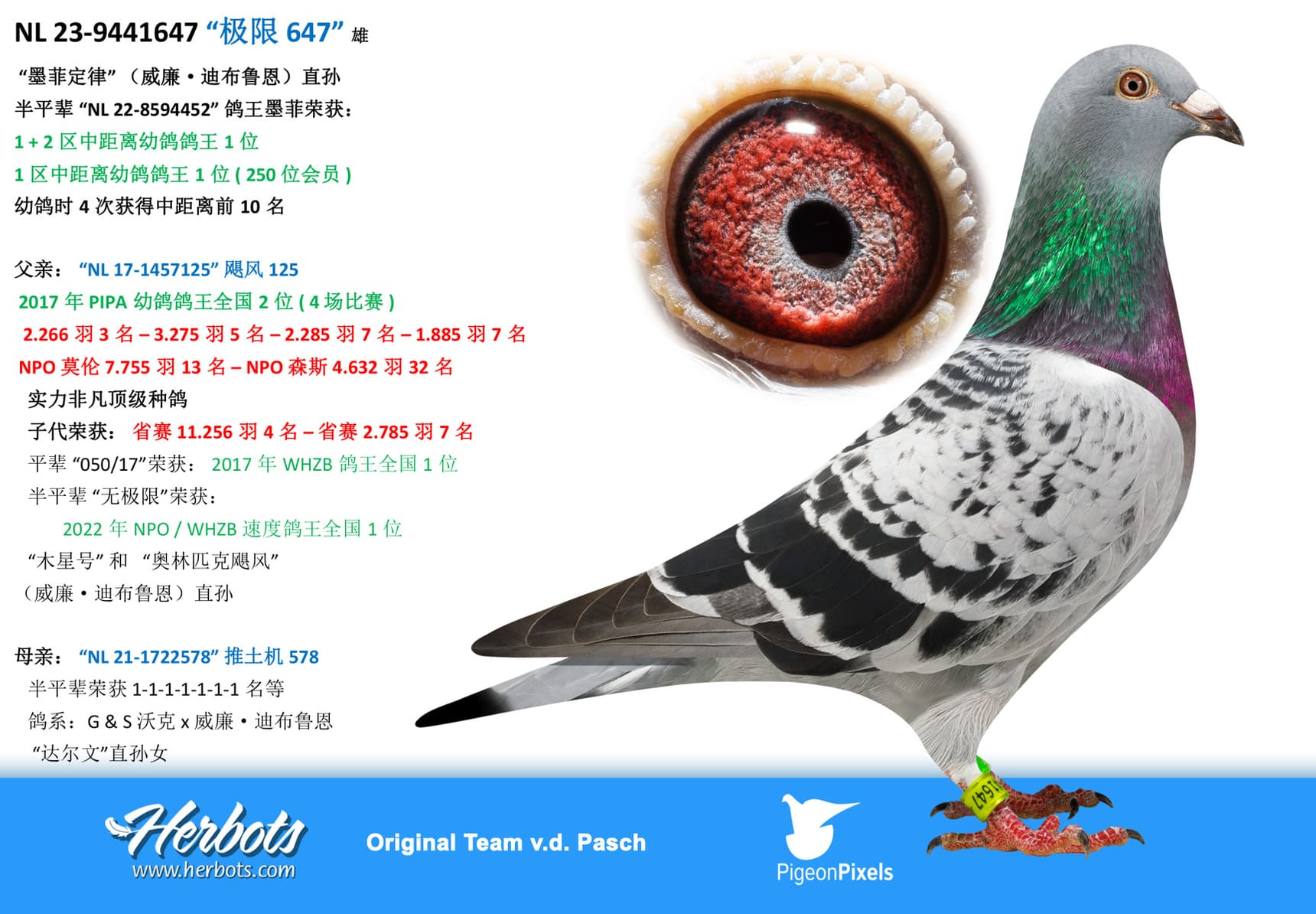 pigeon: undefined