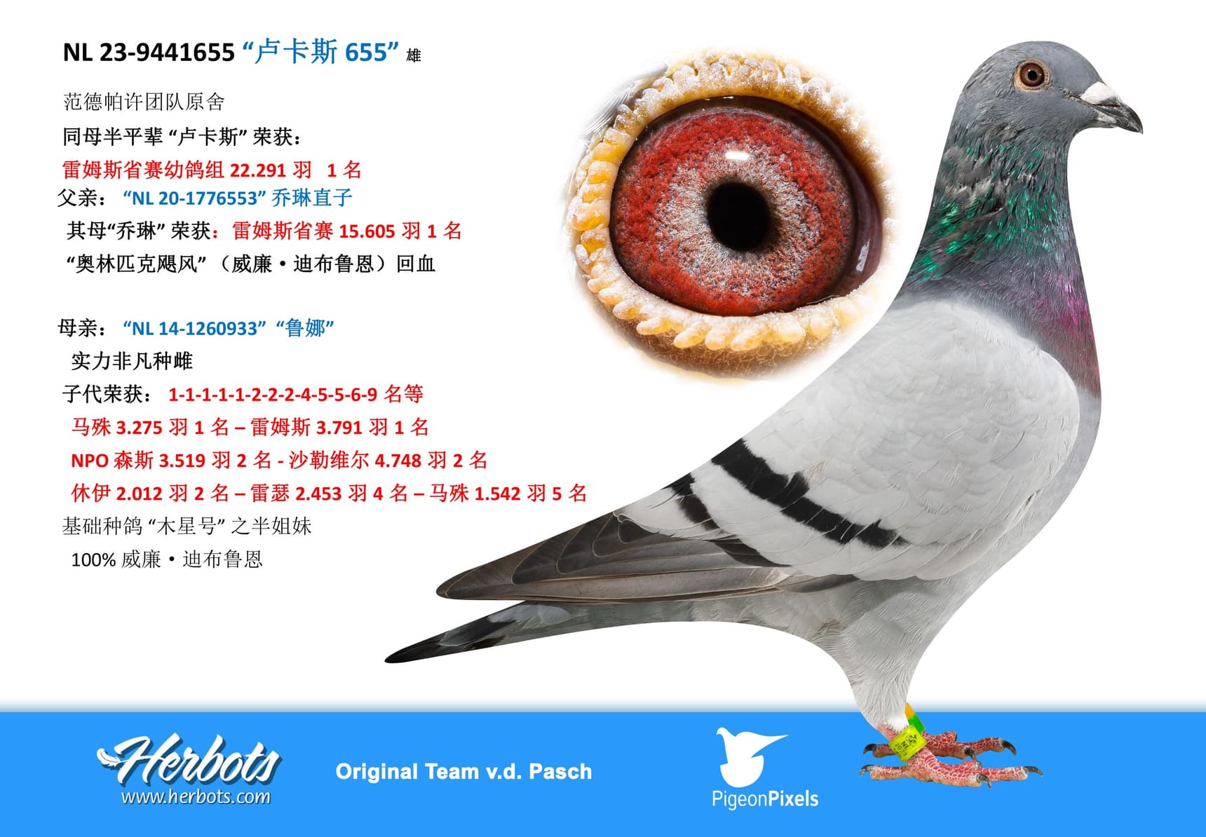 pigeon: undefined