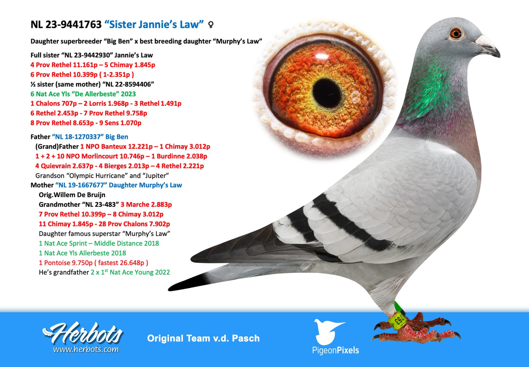 pigeon: undefined