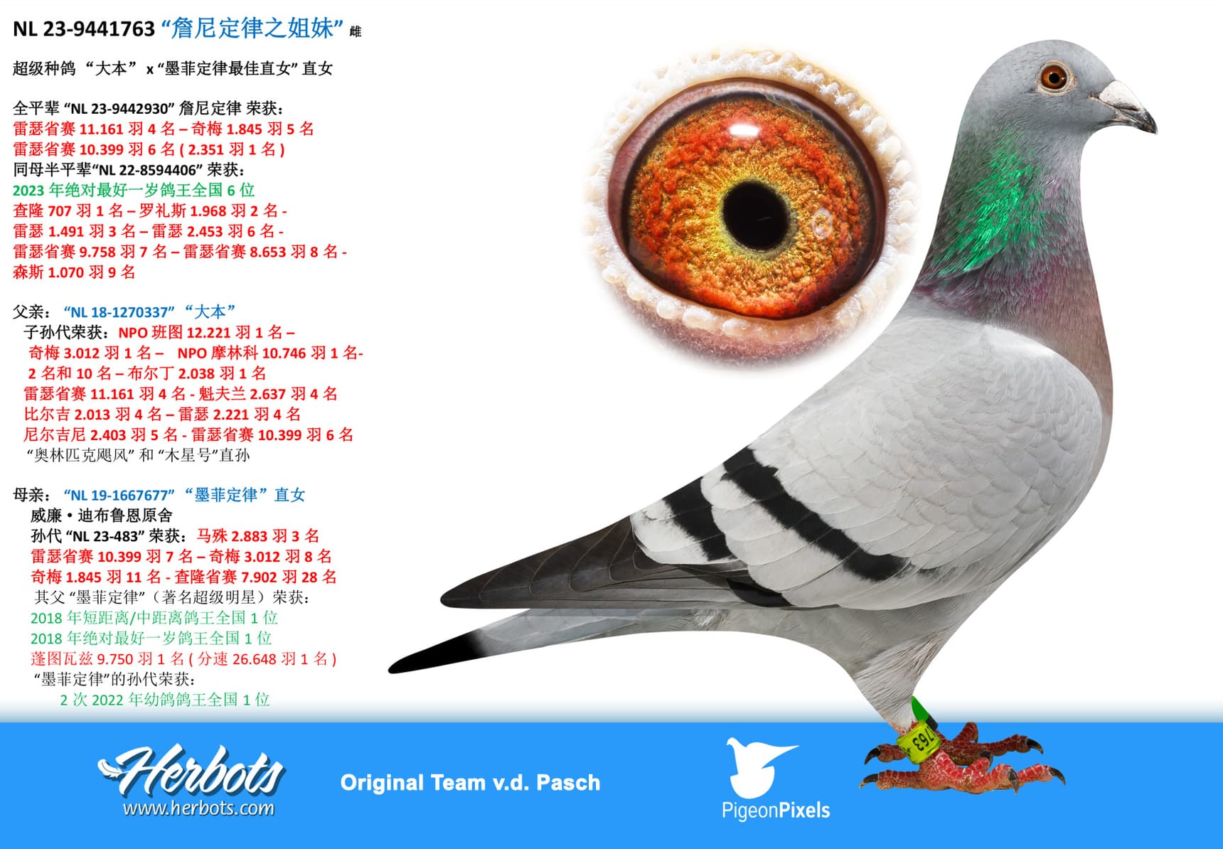 pigeon: undefined