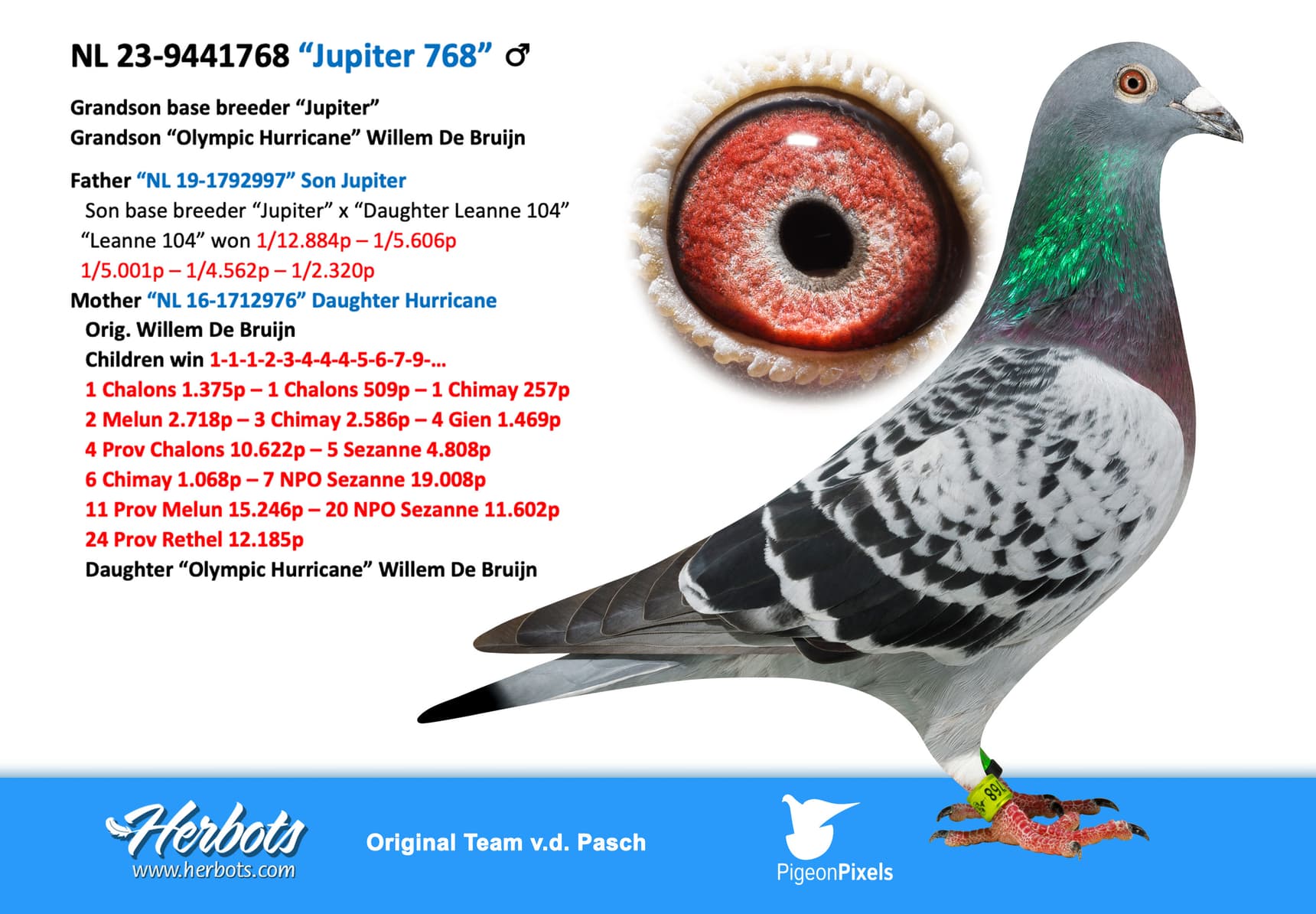 pigeon: undefined