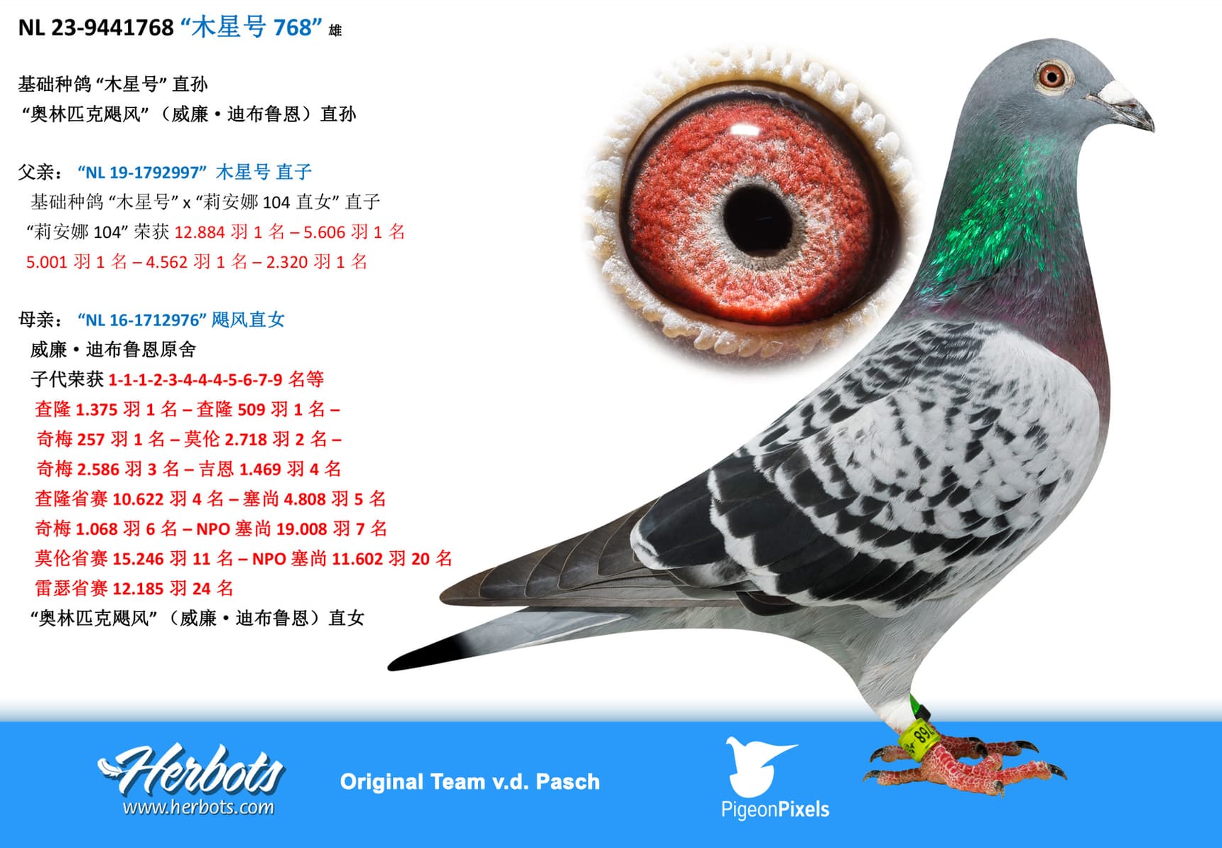 pigeon: undefined