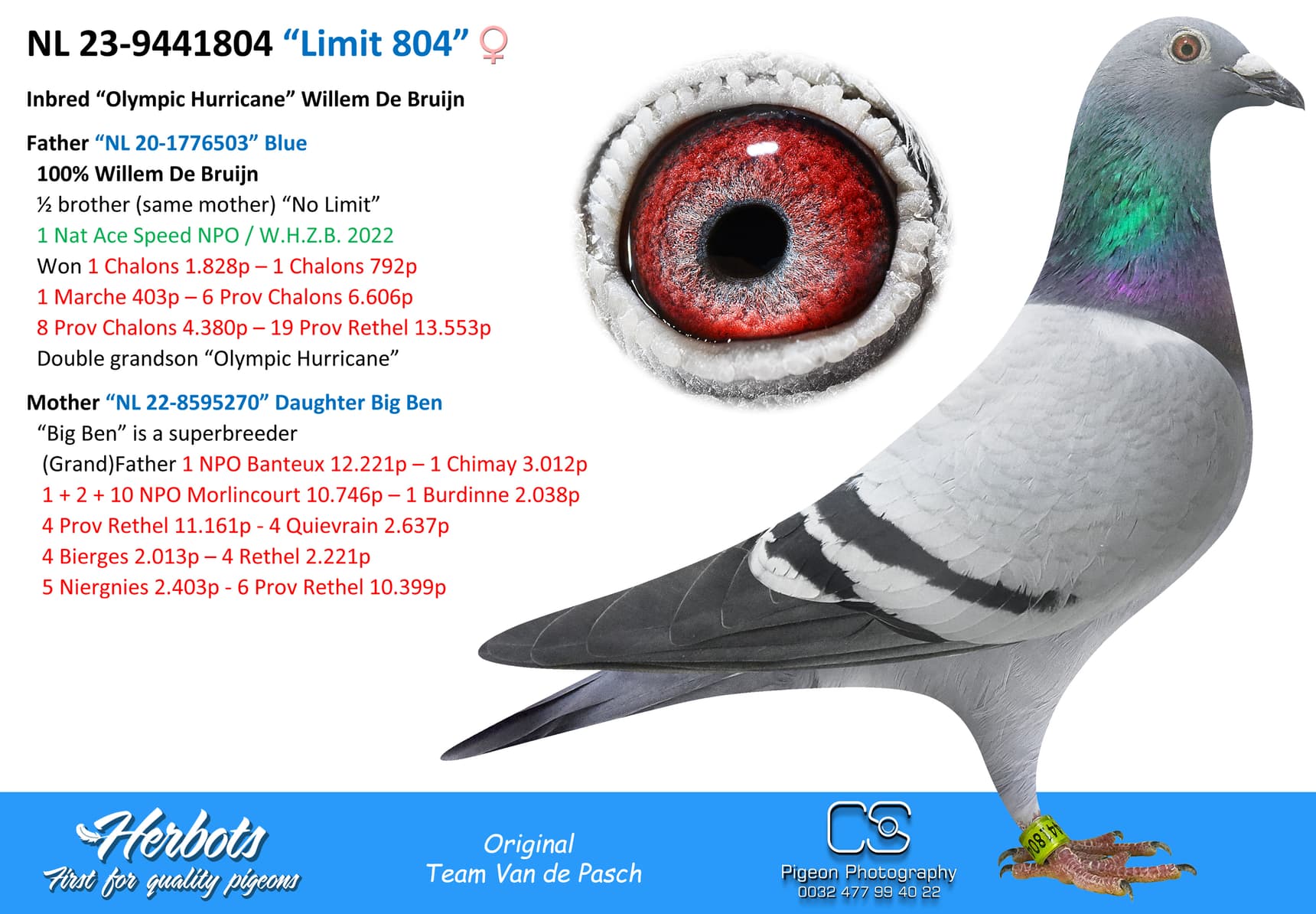 pigeon: undefined
