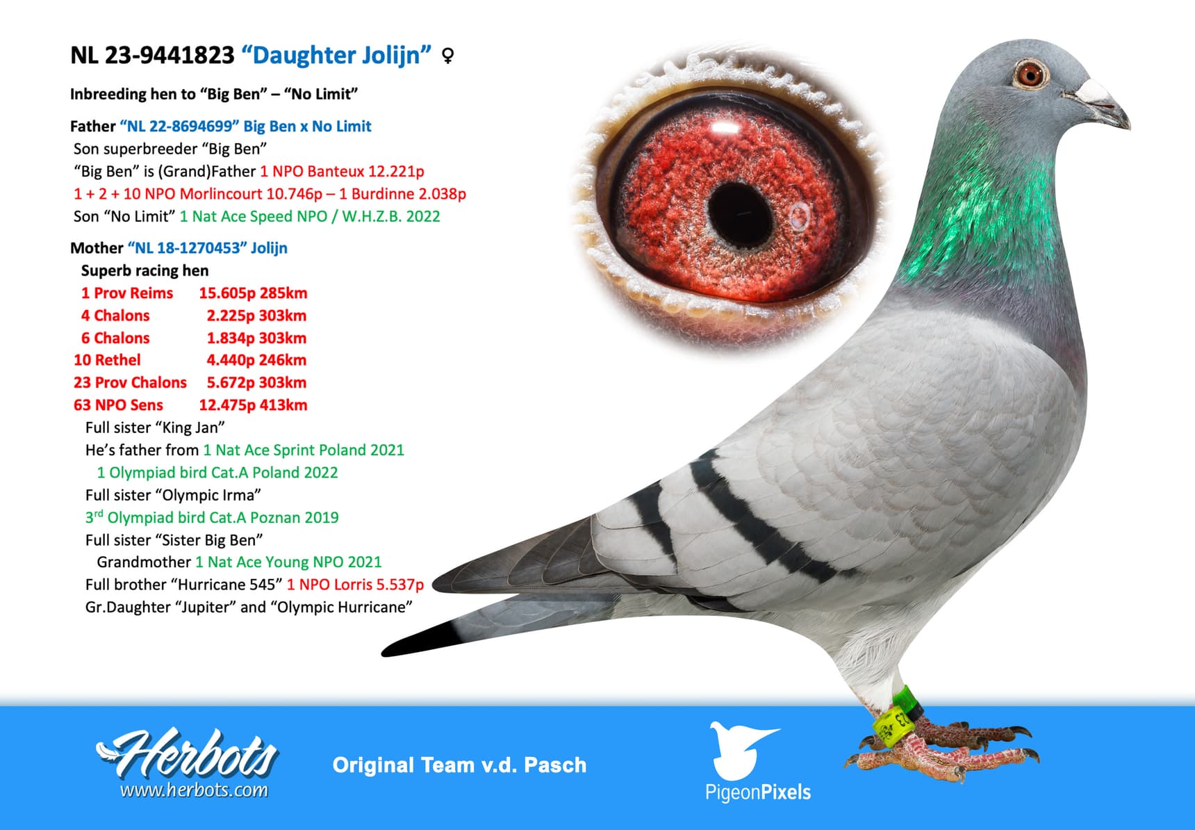pigeon: undefined