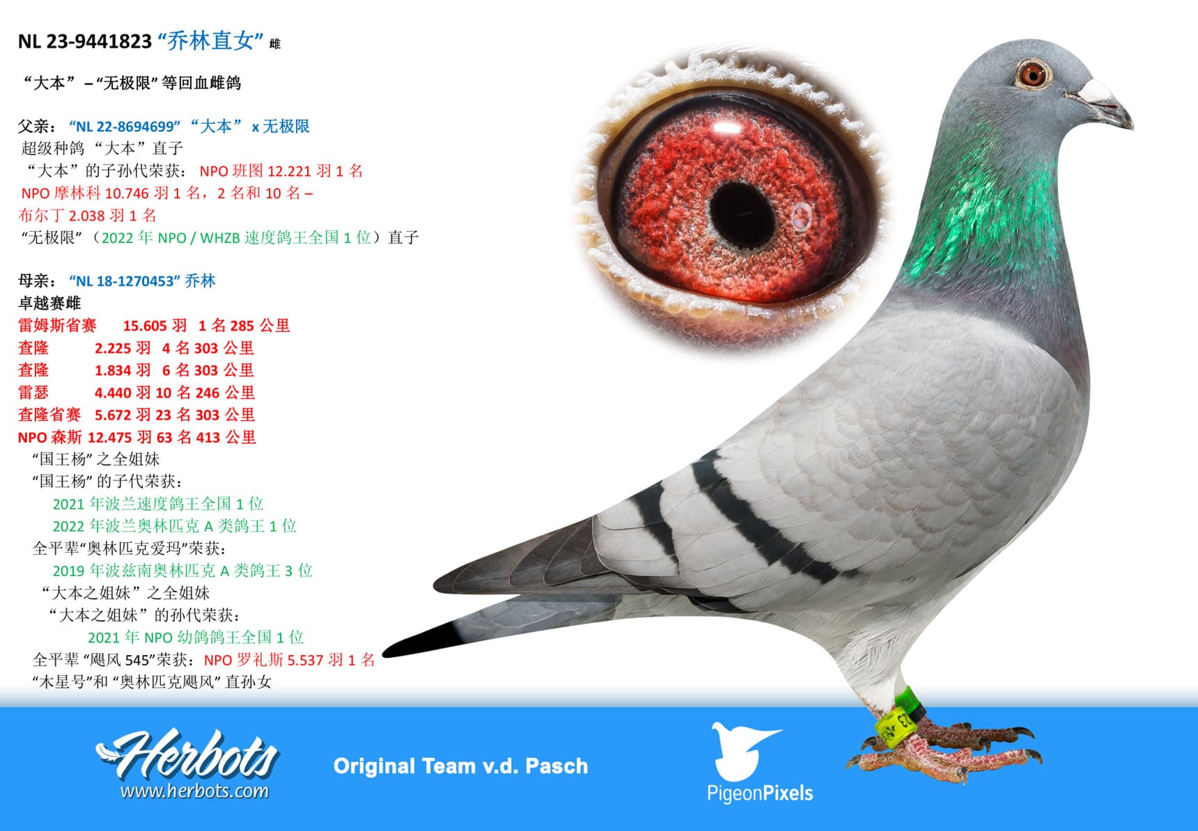 pigeon: undefined