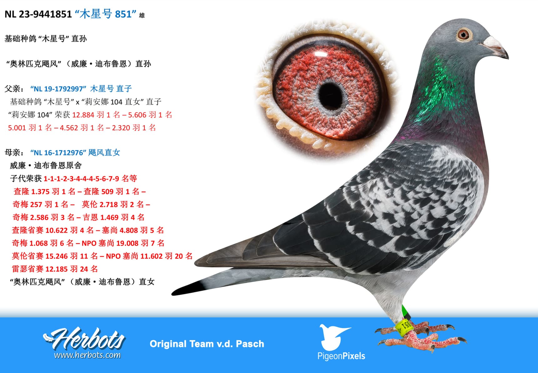 pigeon: undefined