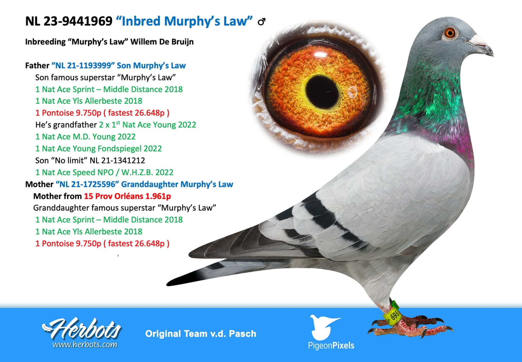 pigeon: undefined