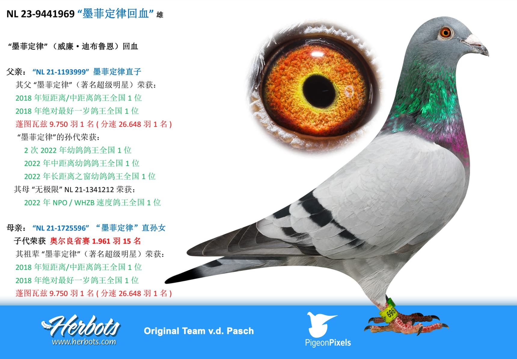 pigeon: undefined