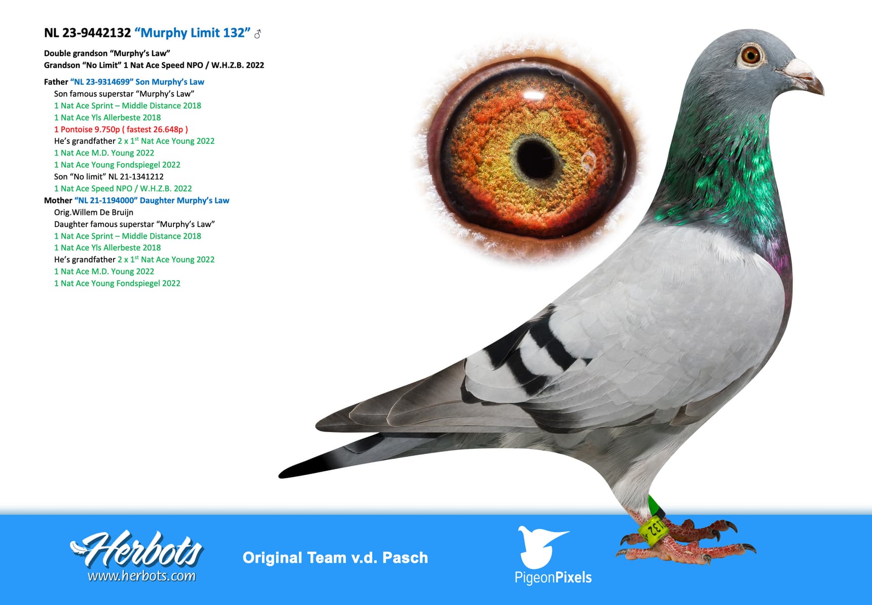 pigeon: undefined