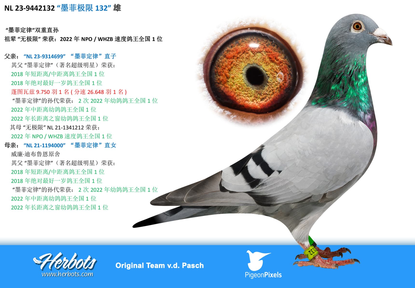 pigeon: undefined