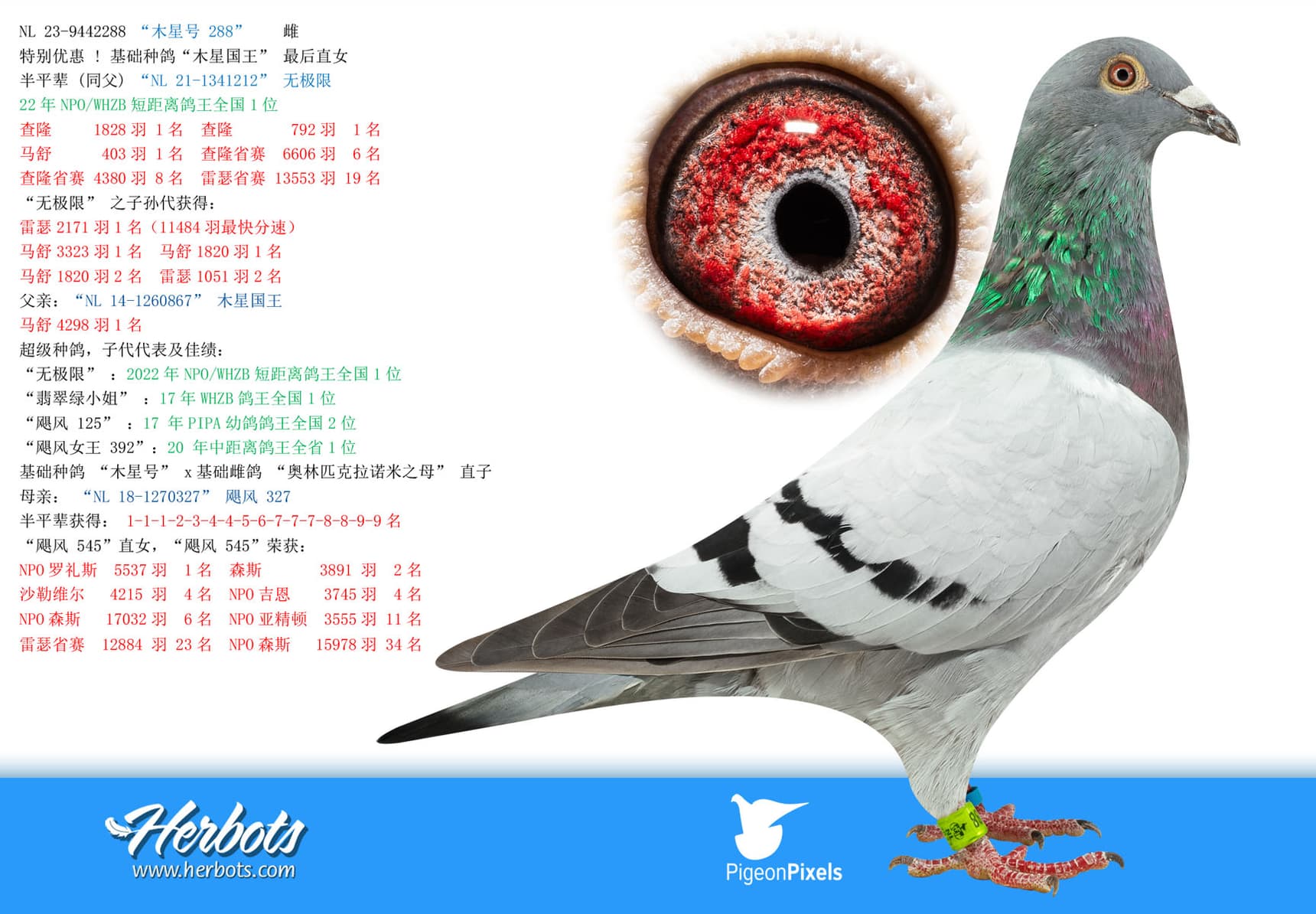 pigeon: undefined