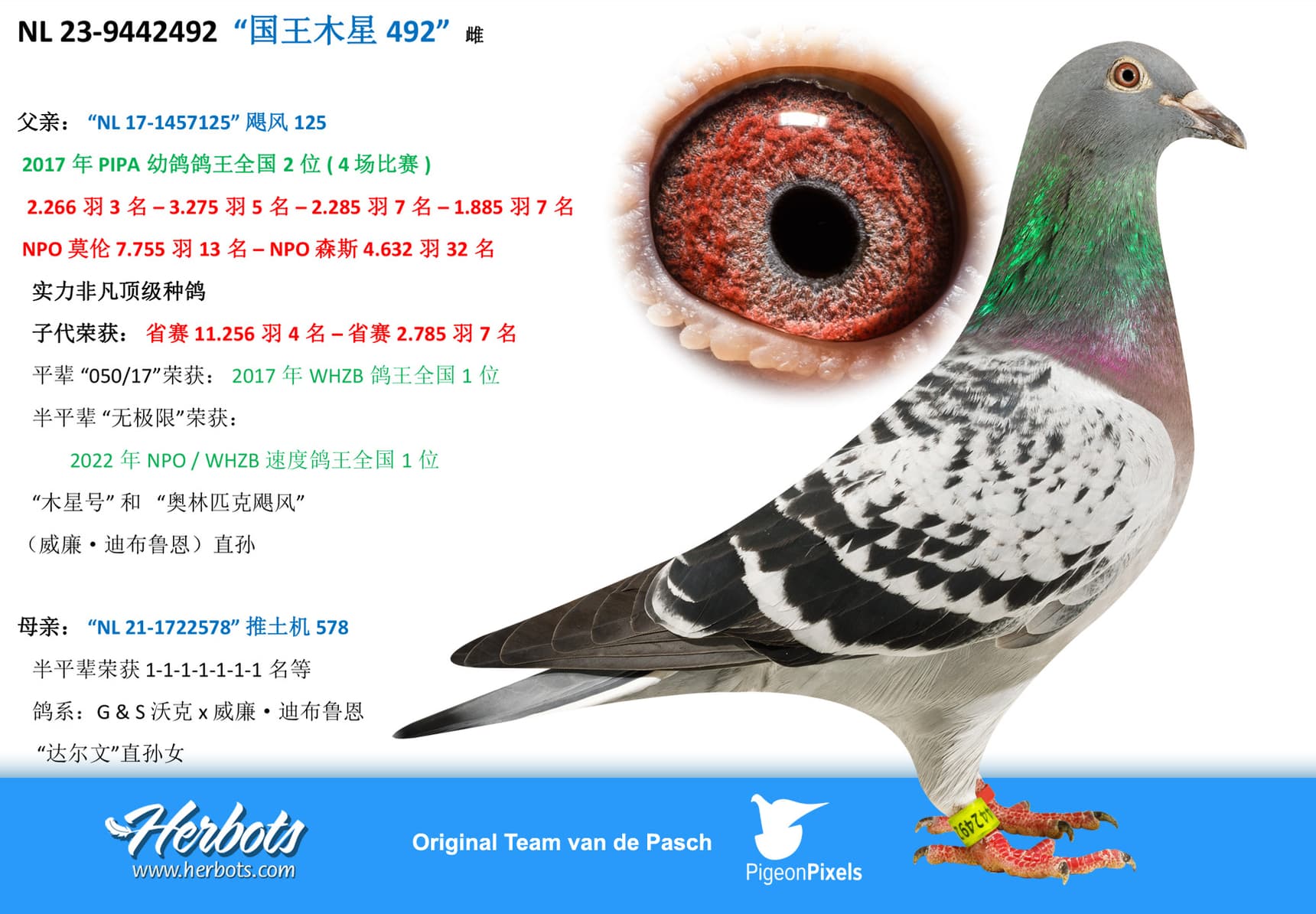 pigeon: “国王木星492”