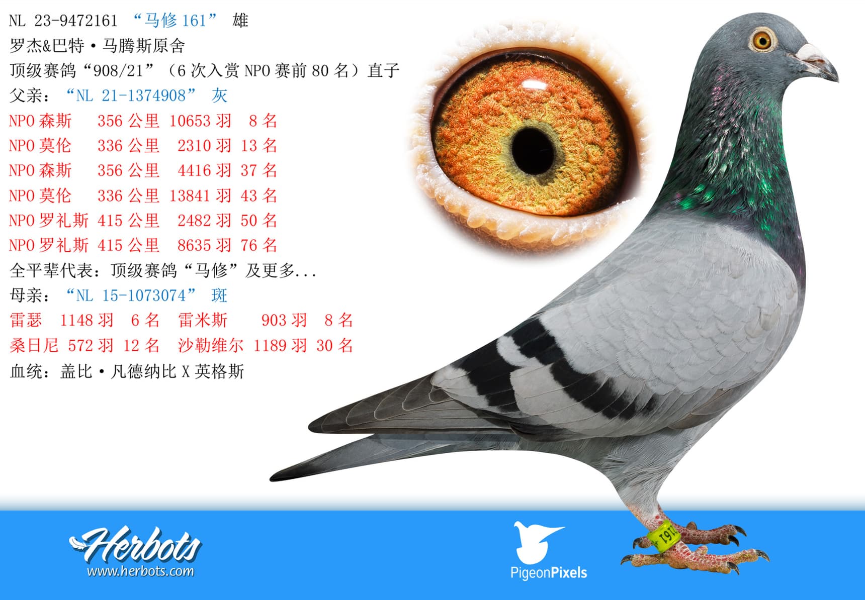 pigeon: undefined