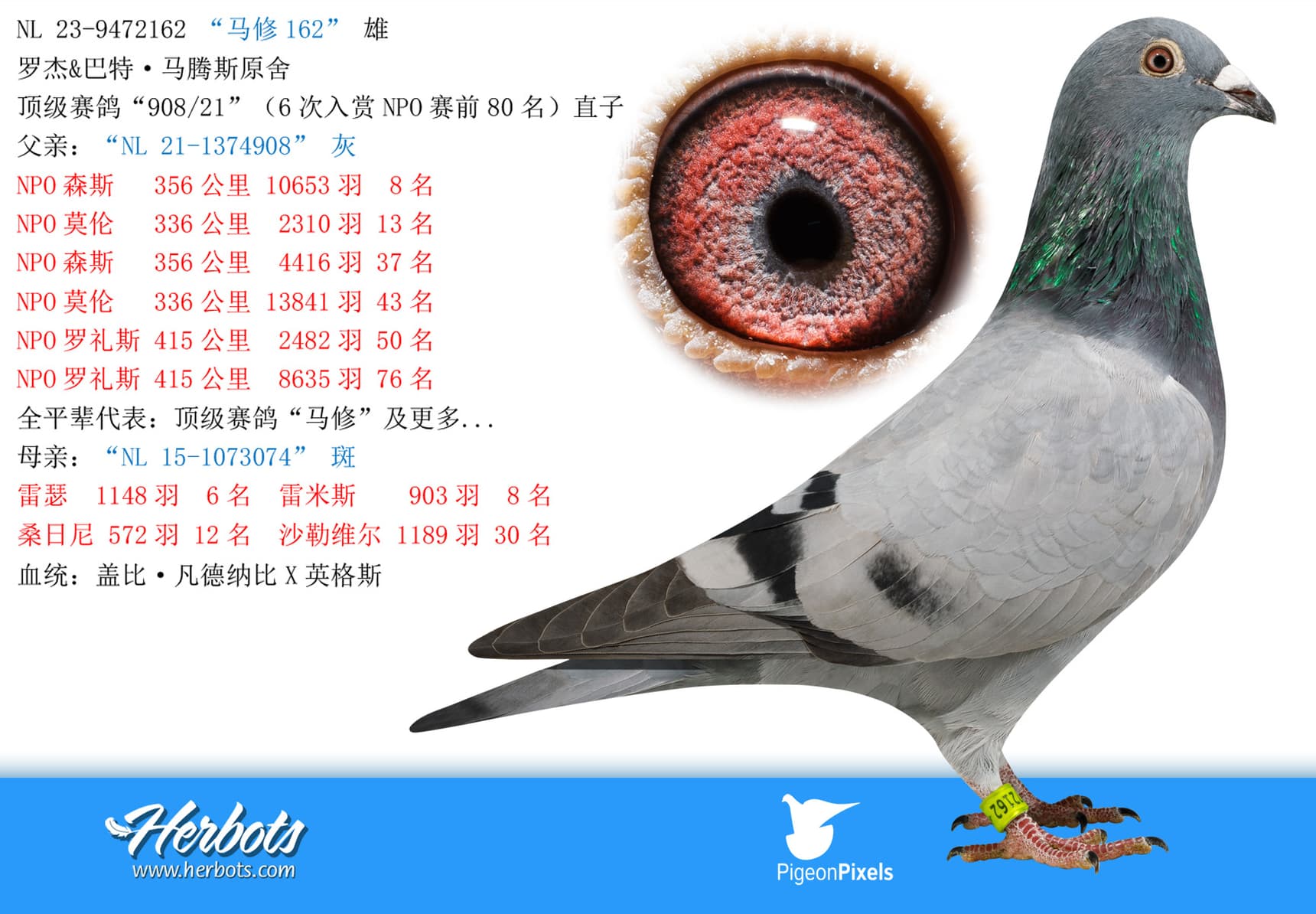 pigeon: undefined