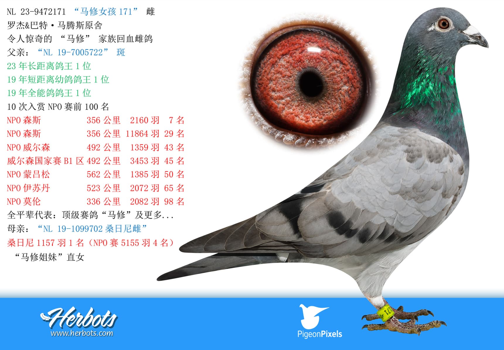 pigeon: undefined