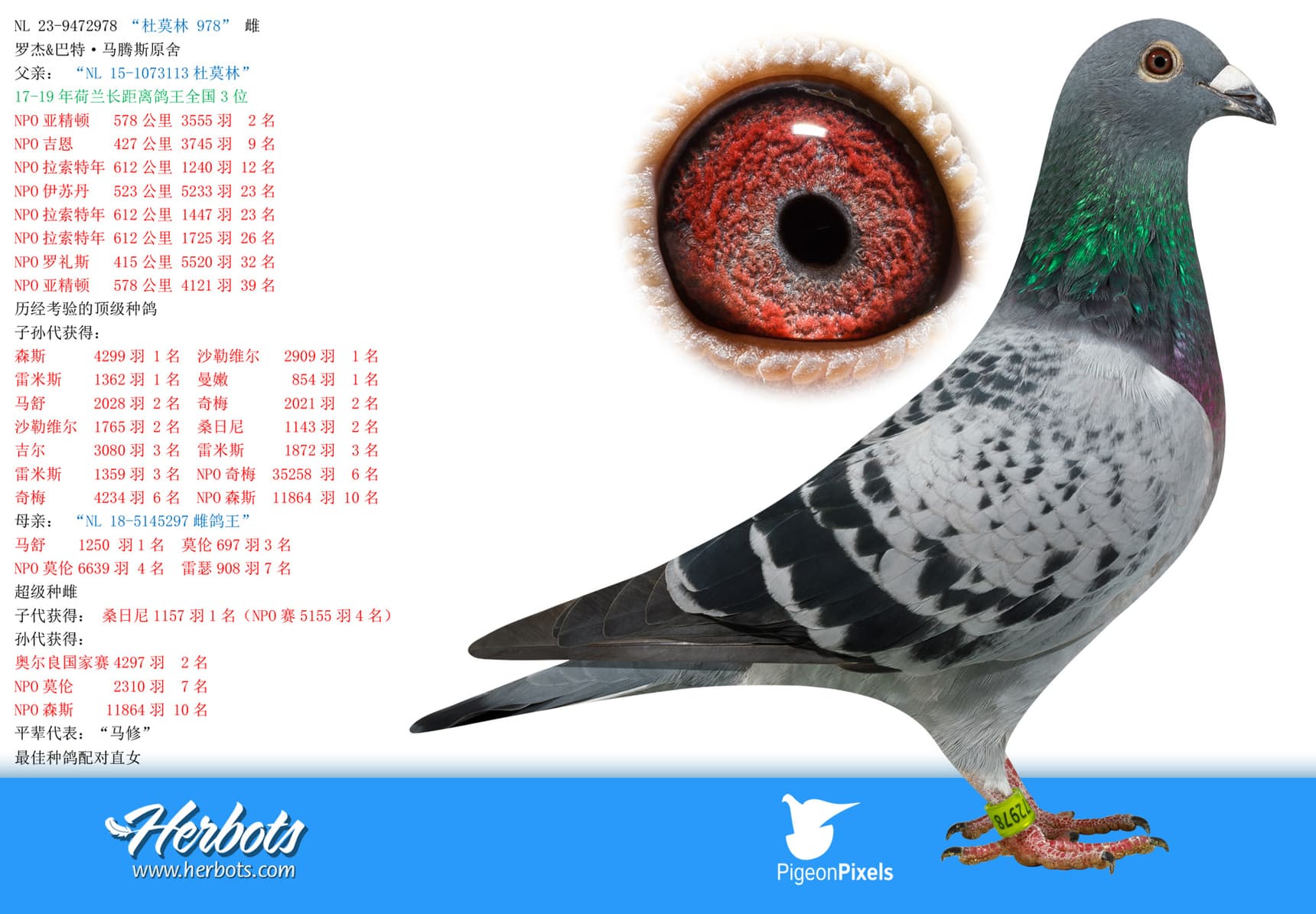 pigeon: undefined